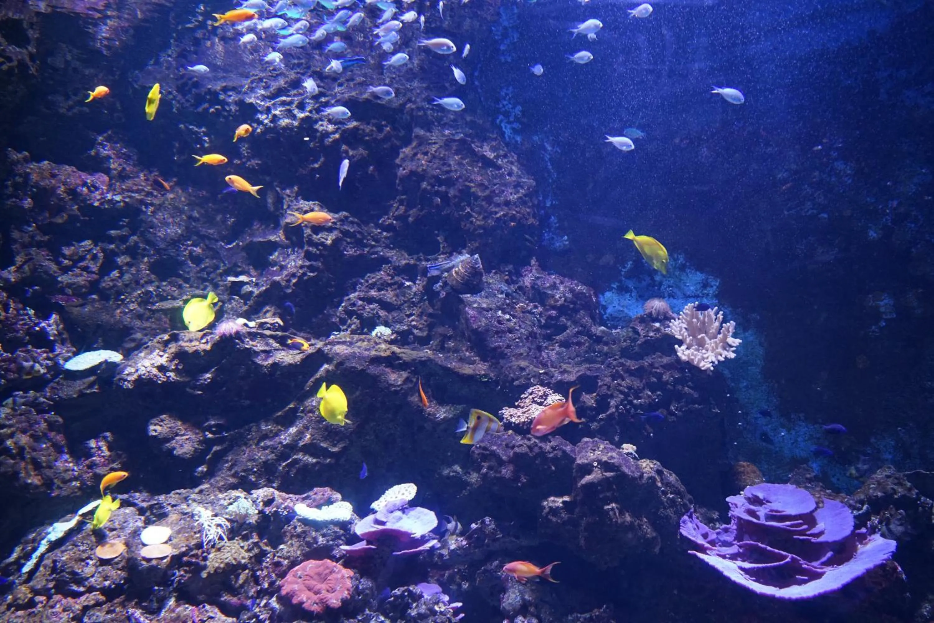 Diving in Hotel Citta'