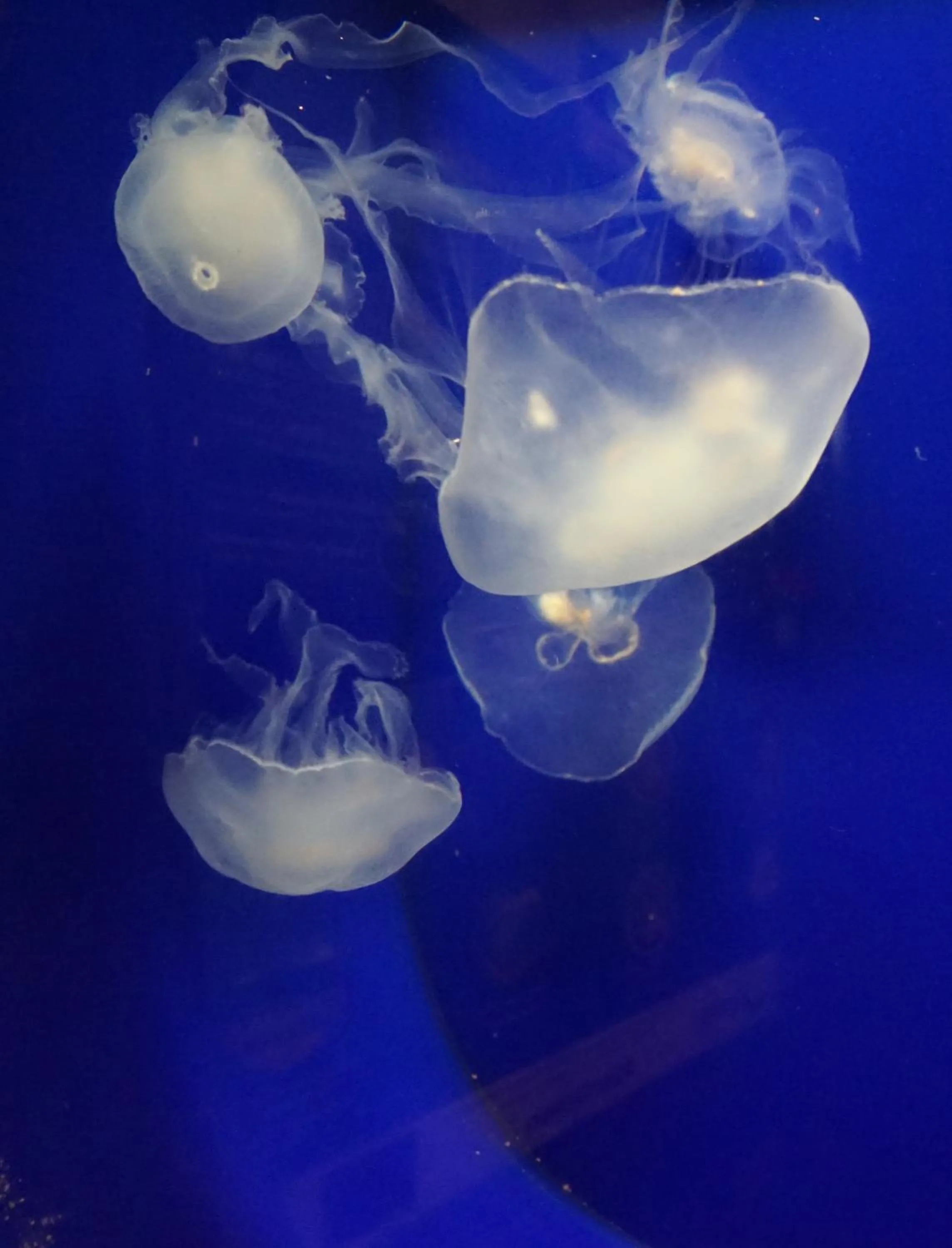 Aqua park in Hotel Citta'