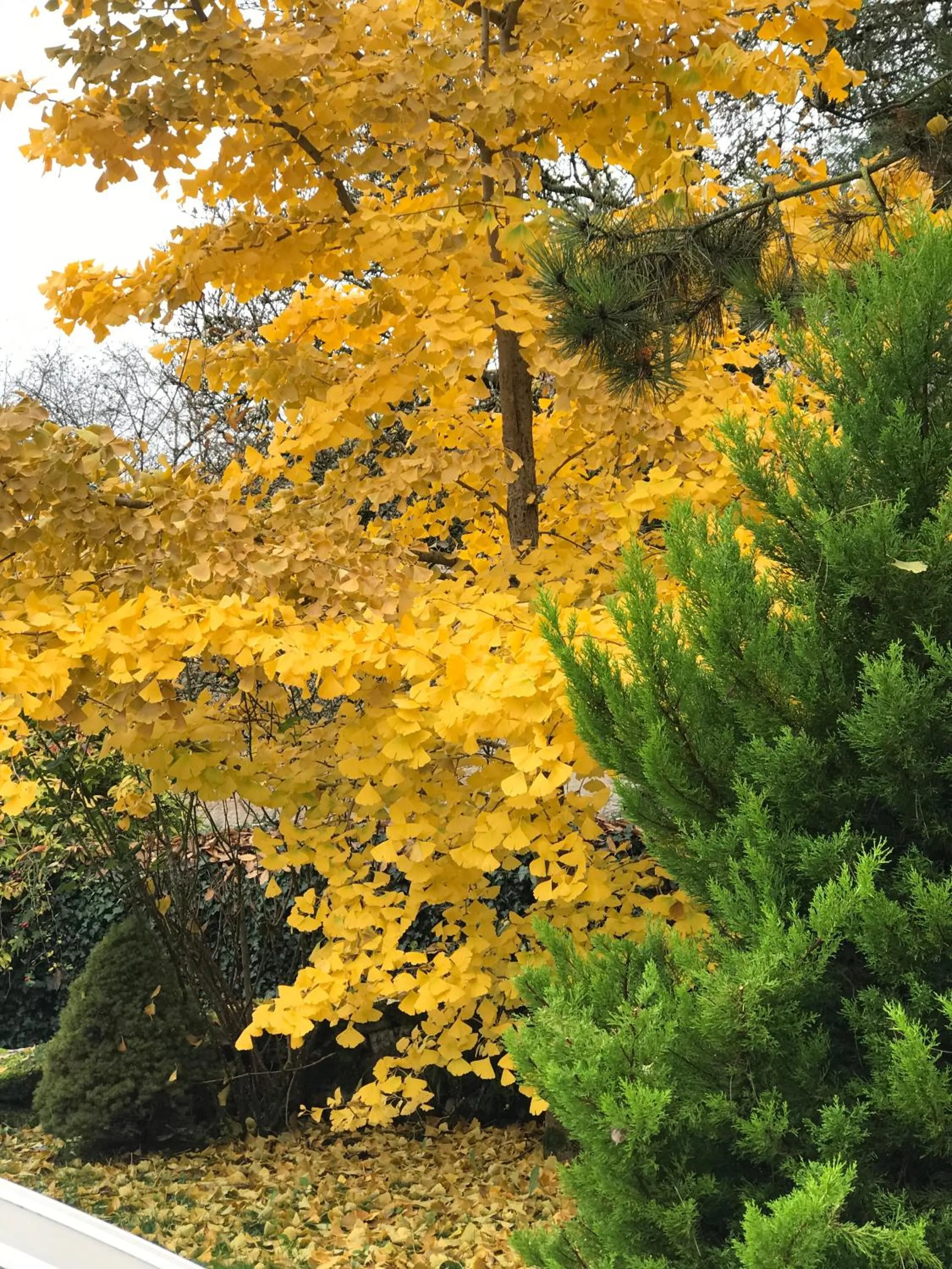 Garden in Manoir Saint-Pierre