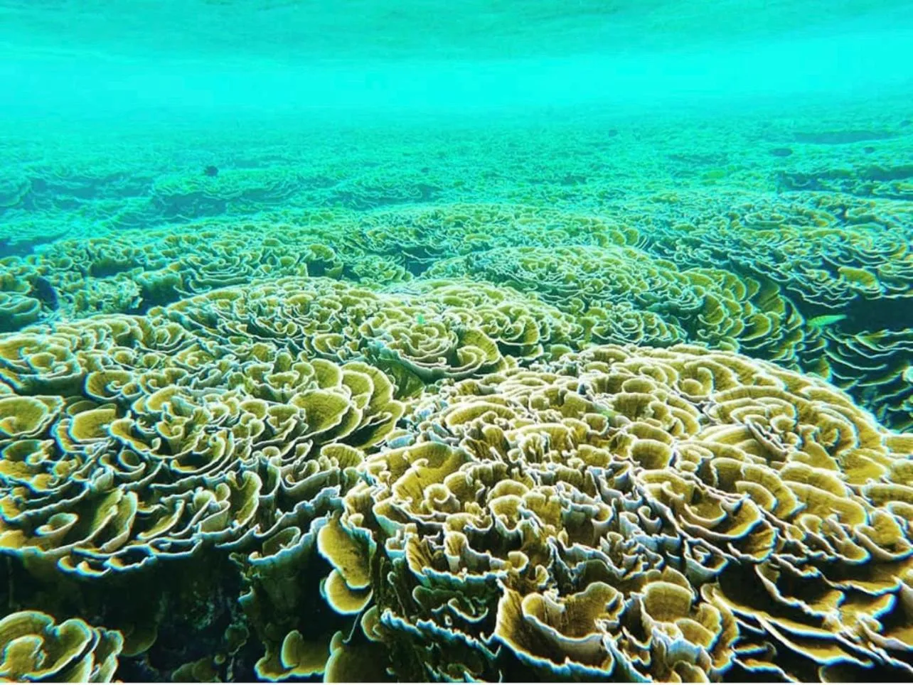 Snorkeling in Atholhu Residence