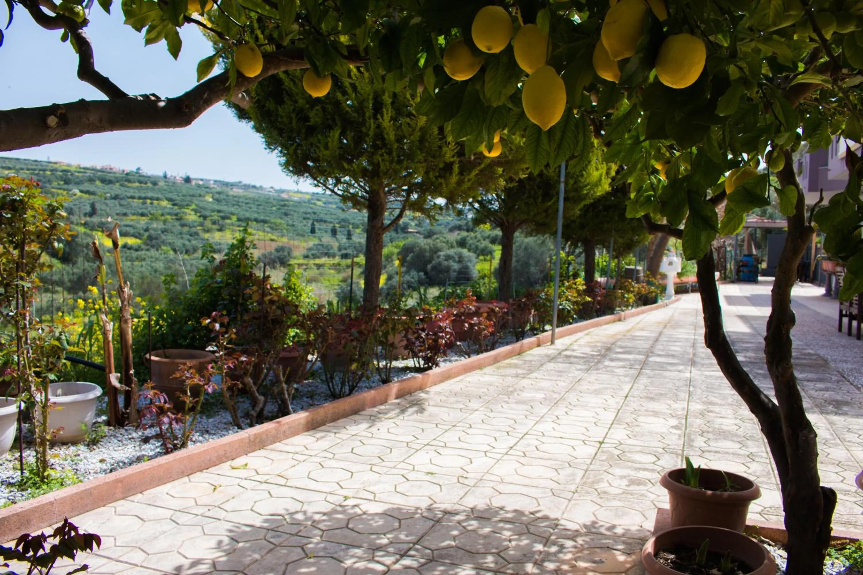 Garden in Aelia Home