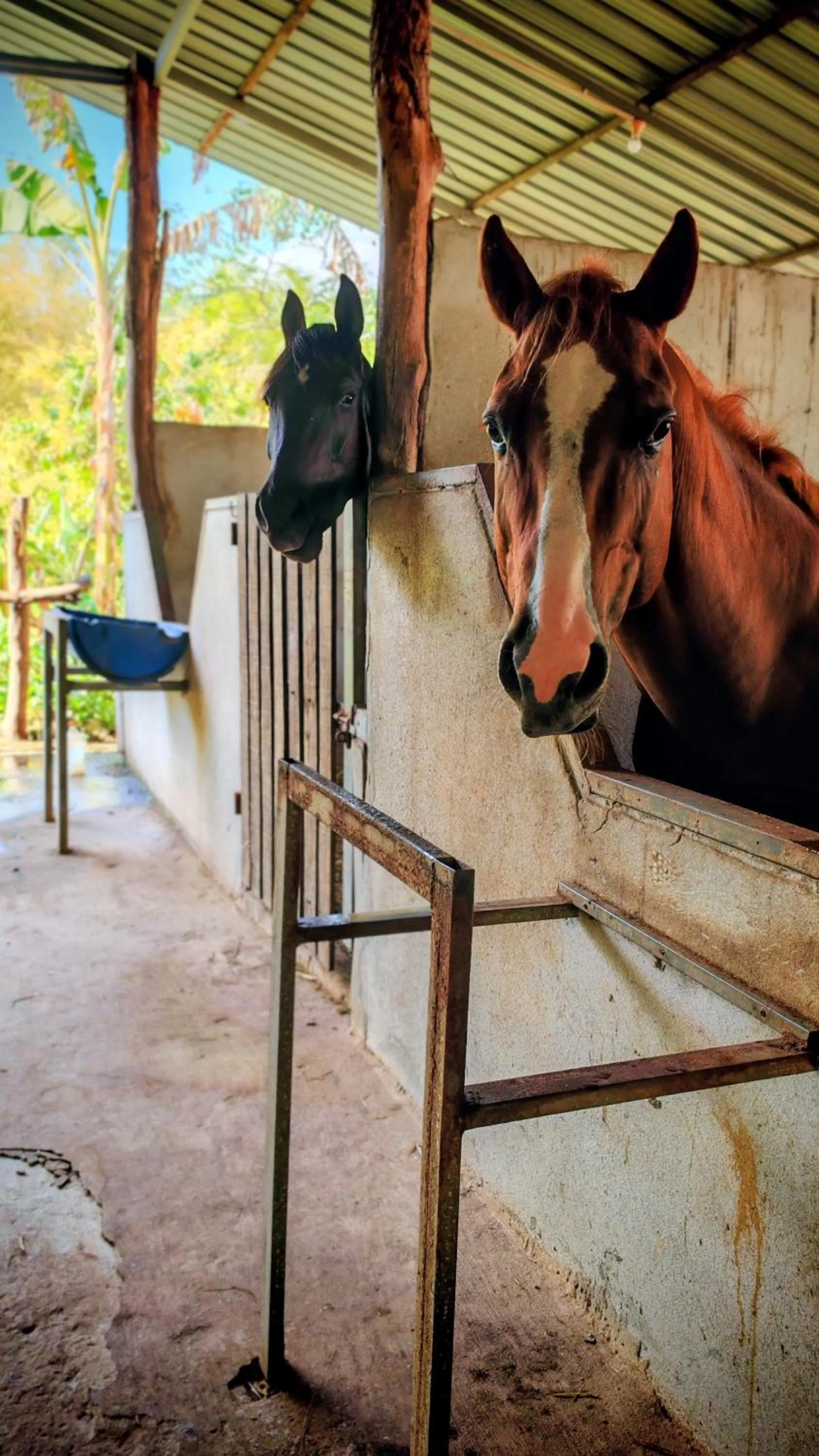 Horse-riding in Isan Golf & Adventure Hotel
