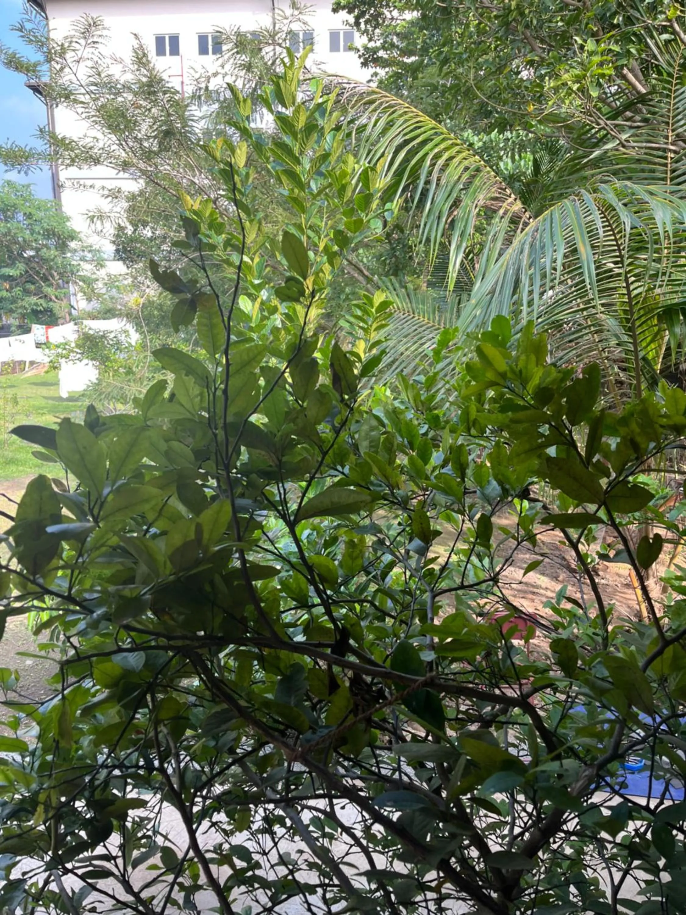 Garden in Tanty’s Hostel