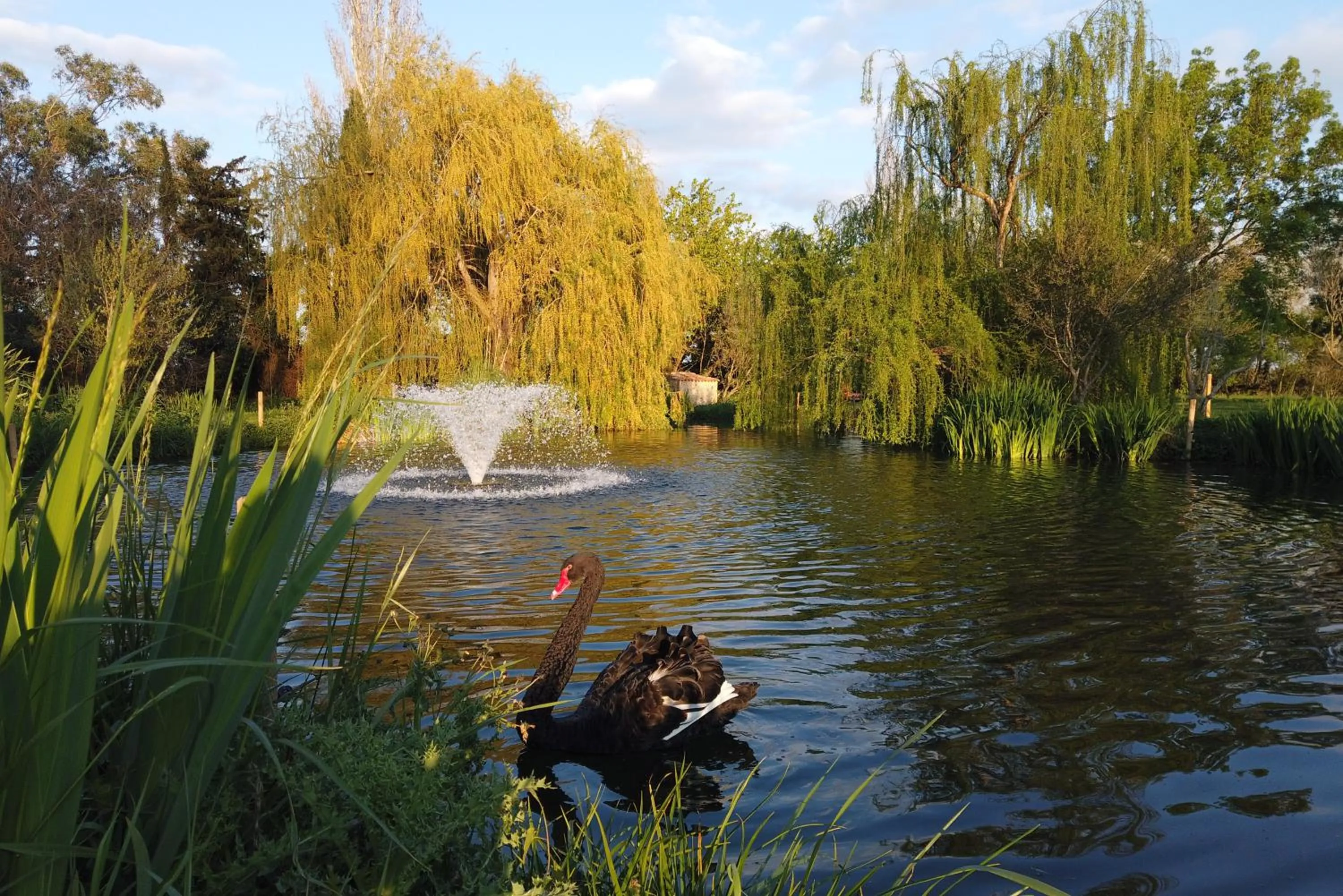 Garden in HOTEL MAS ARET
