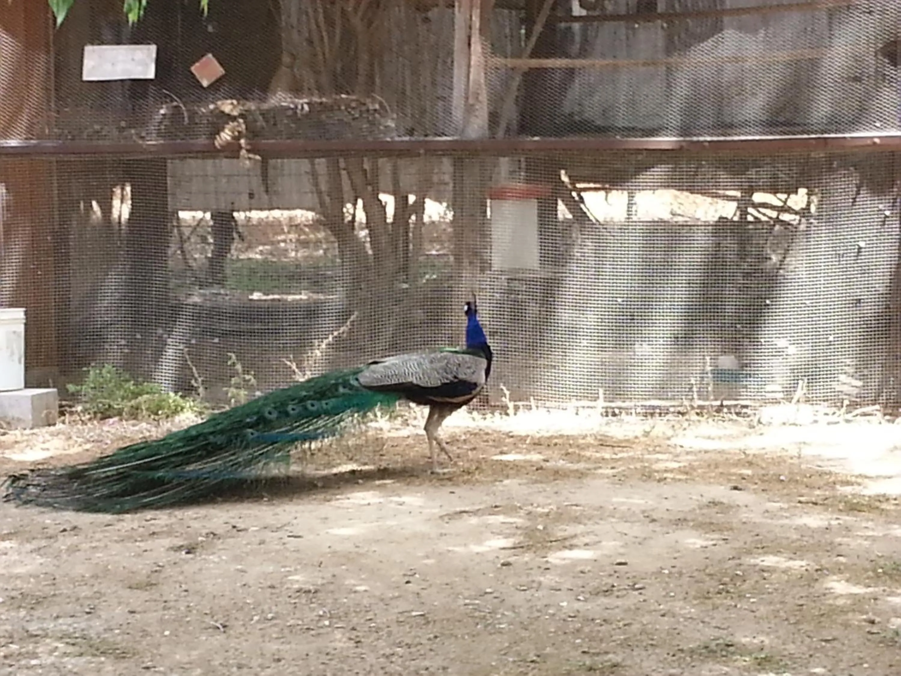 Animals in Mandara - Country Lodging