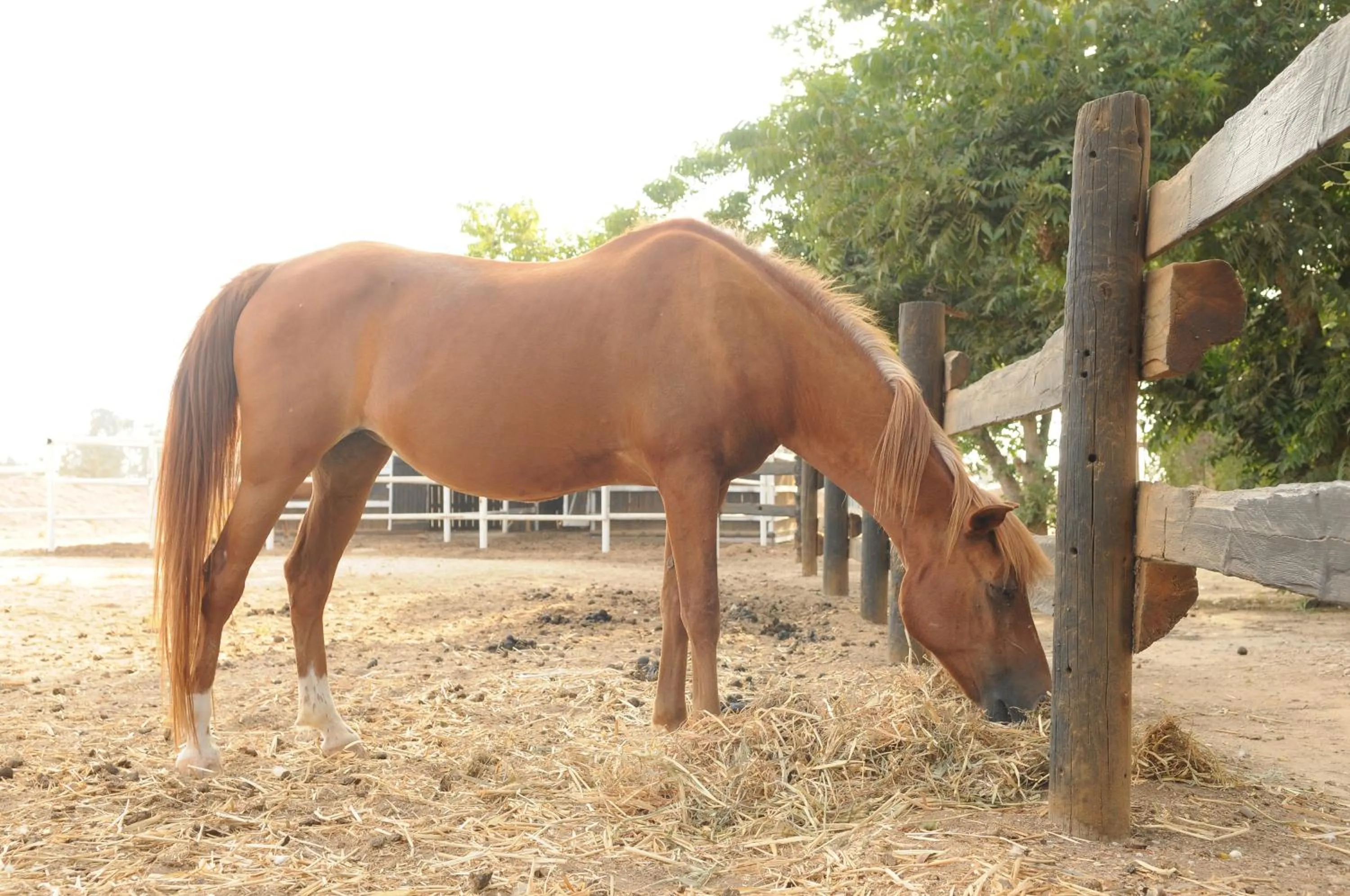 Animals in Mandara - Country Lodging