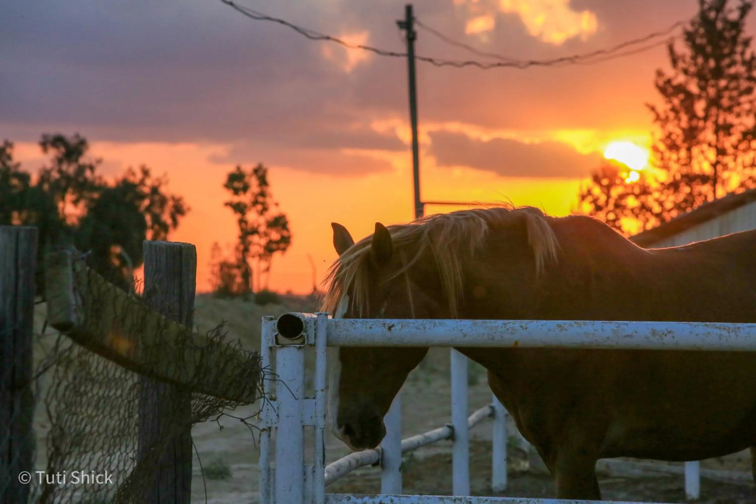 Animals in Mandara - Country Lodging