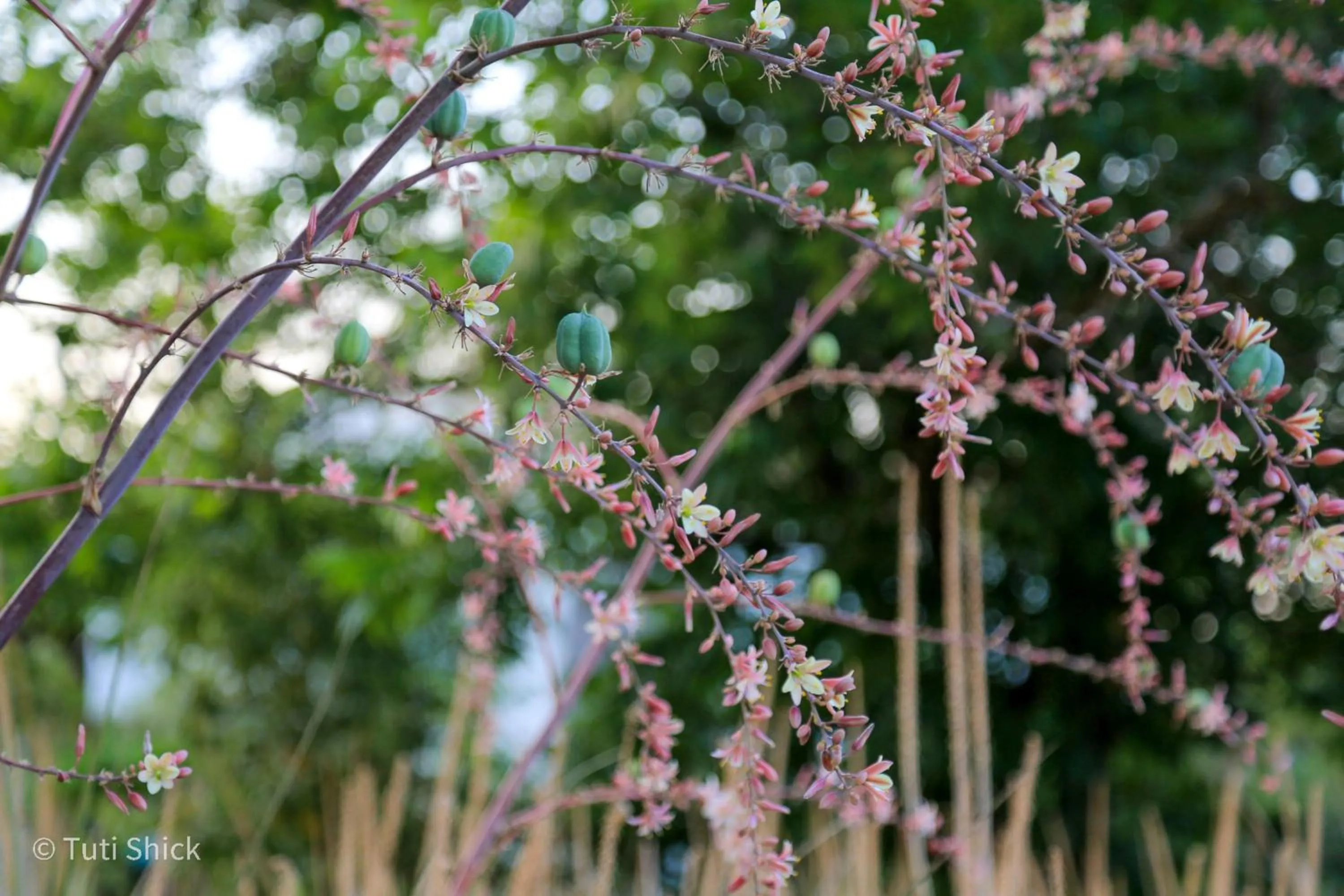 Garden in Mandara - Country Lodging