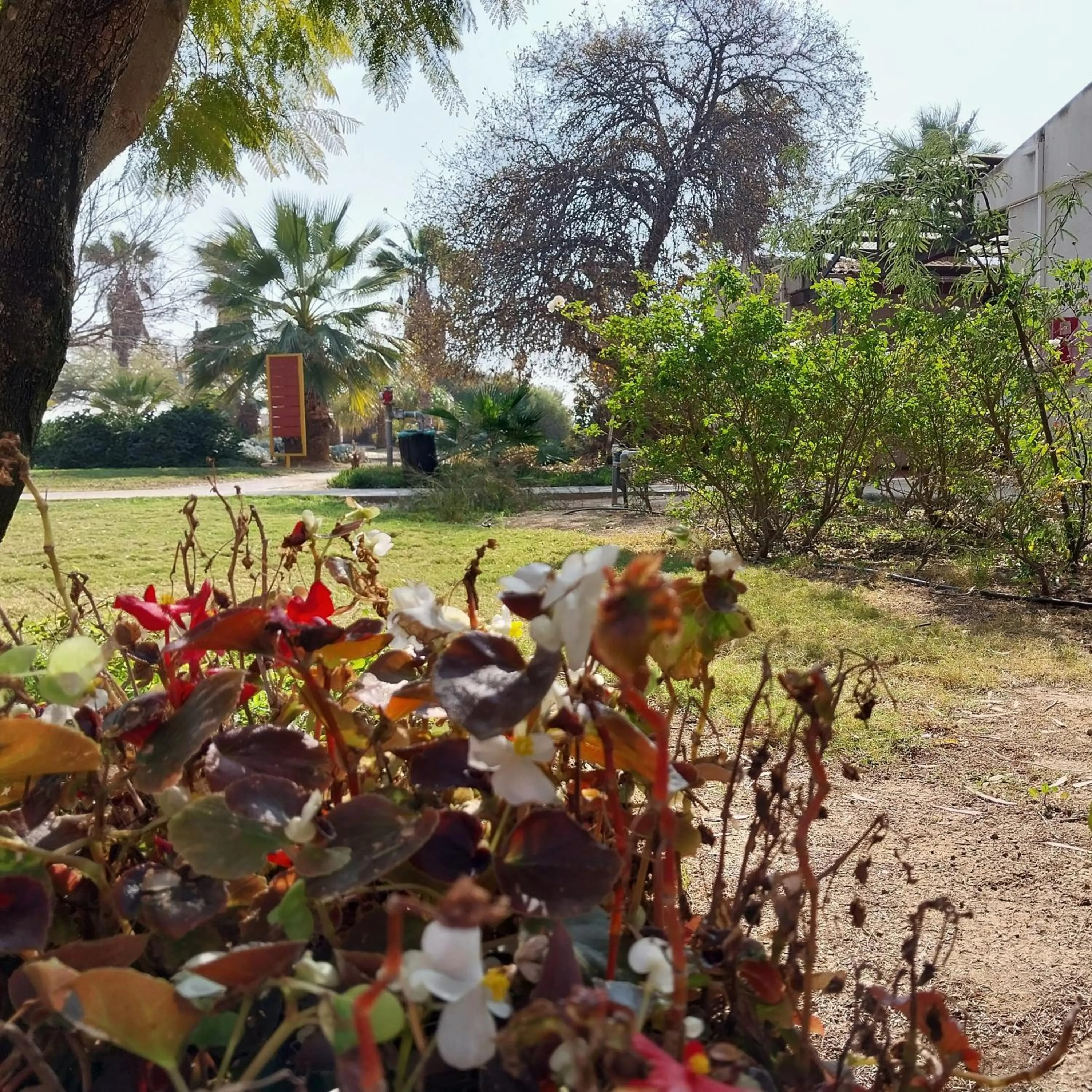 Garden in Mandara - Country Lodging