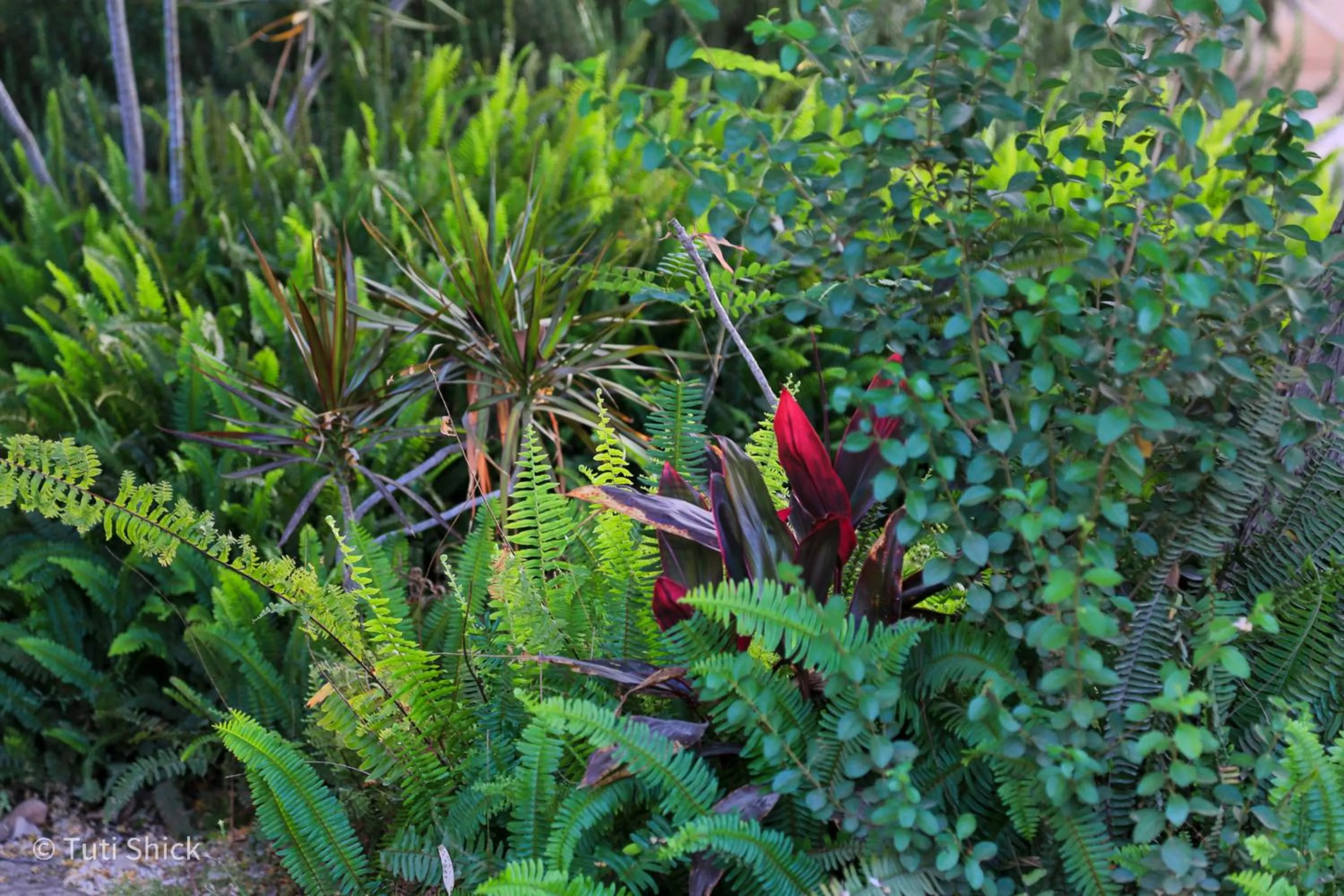 Garden in Mandara - Country Lodging