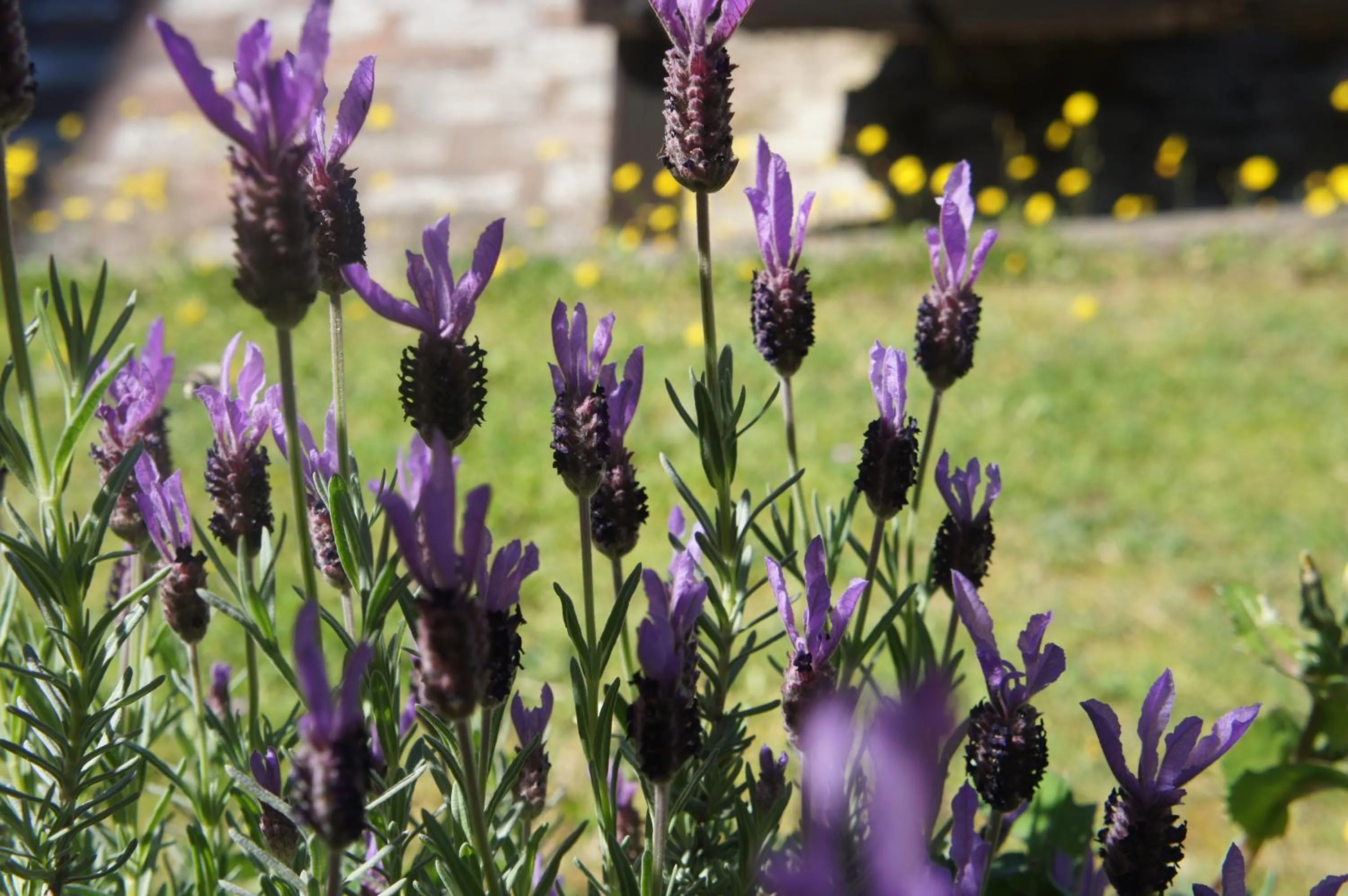Garden in EcoResort Il Cantico della Natura