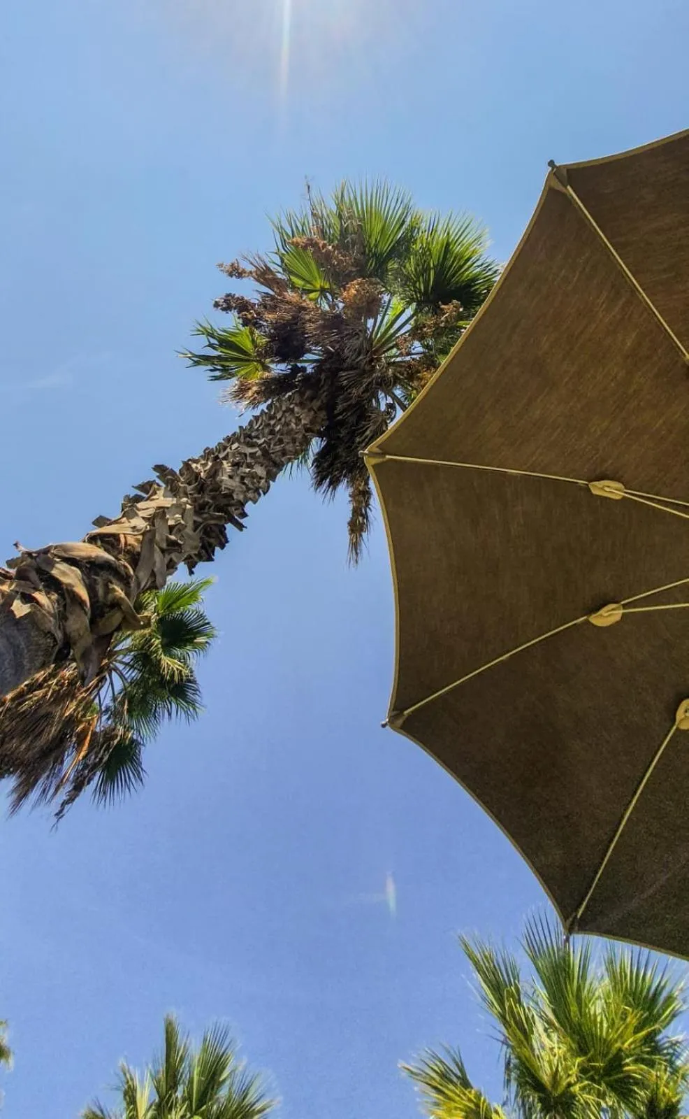 Garden in Hotel Eros