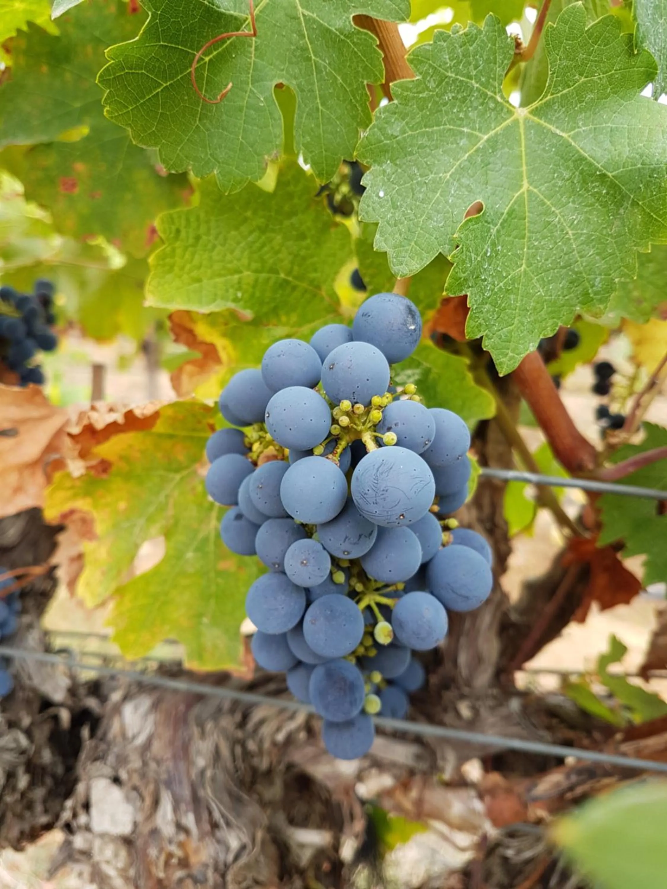 Nearby landmark in Sandpipers @ Millicent