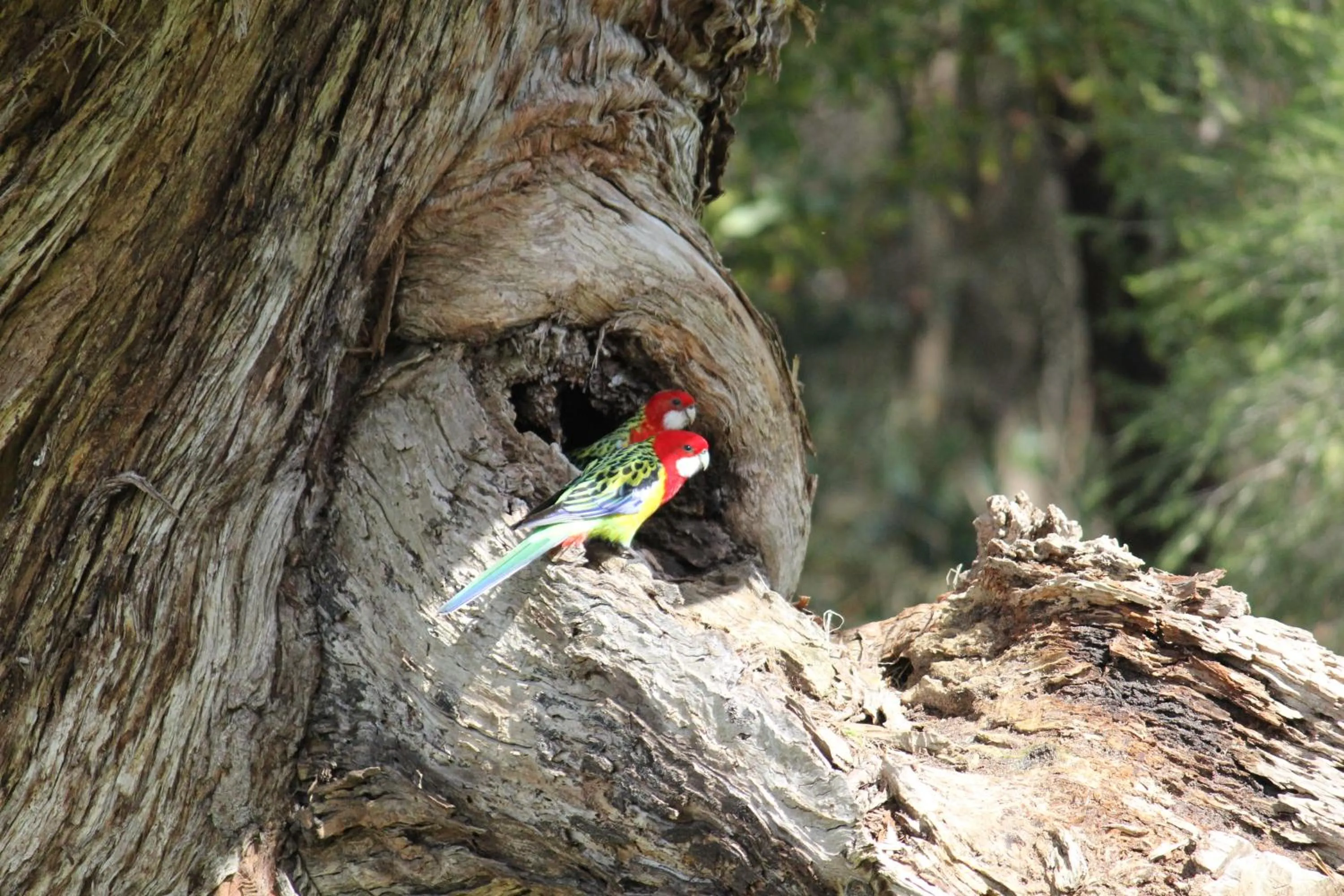 Nearby landmark in Sandpipers @ Millicent