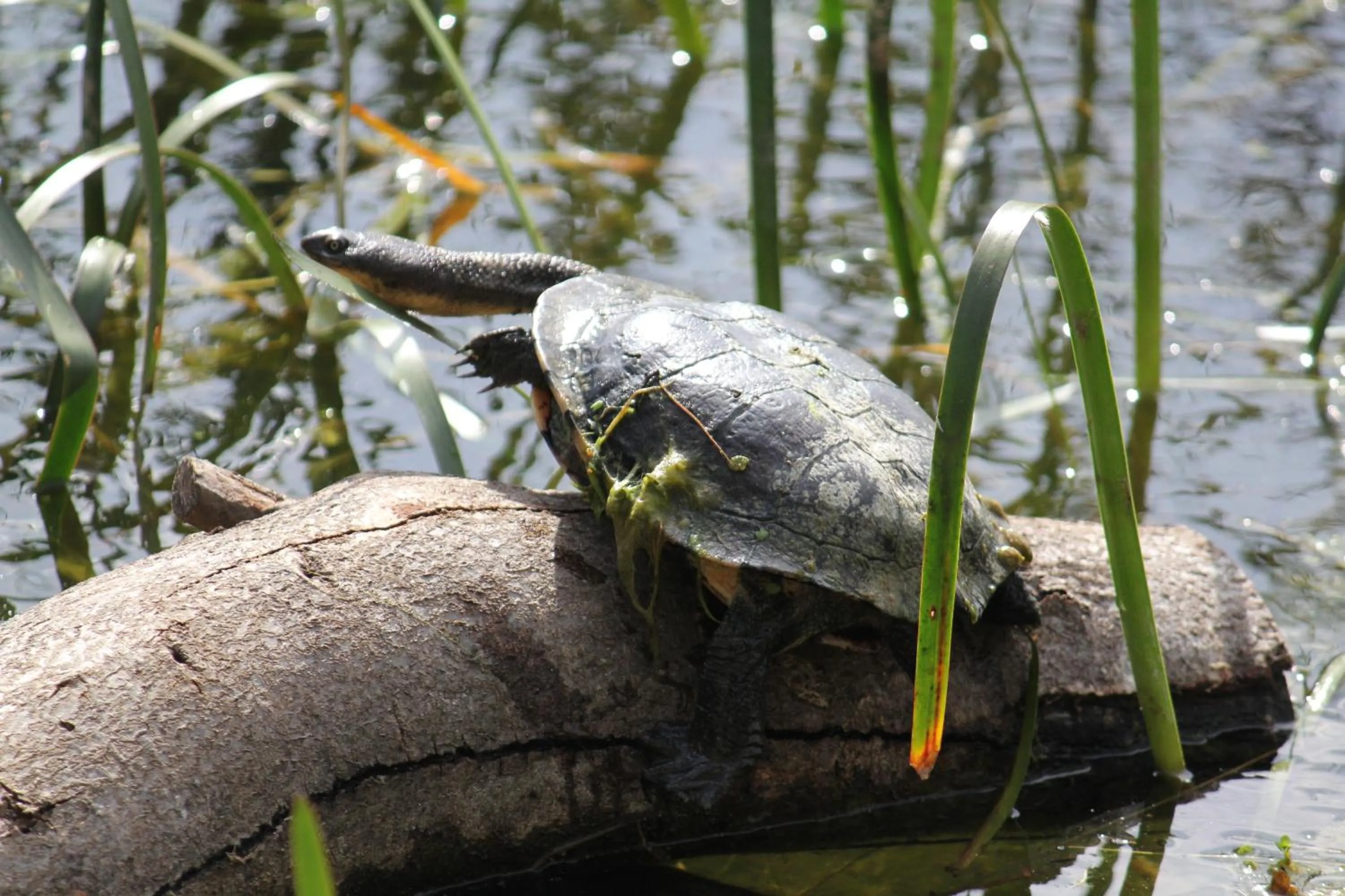 Nearby landmark in Sandpipers @ Millicent