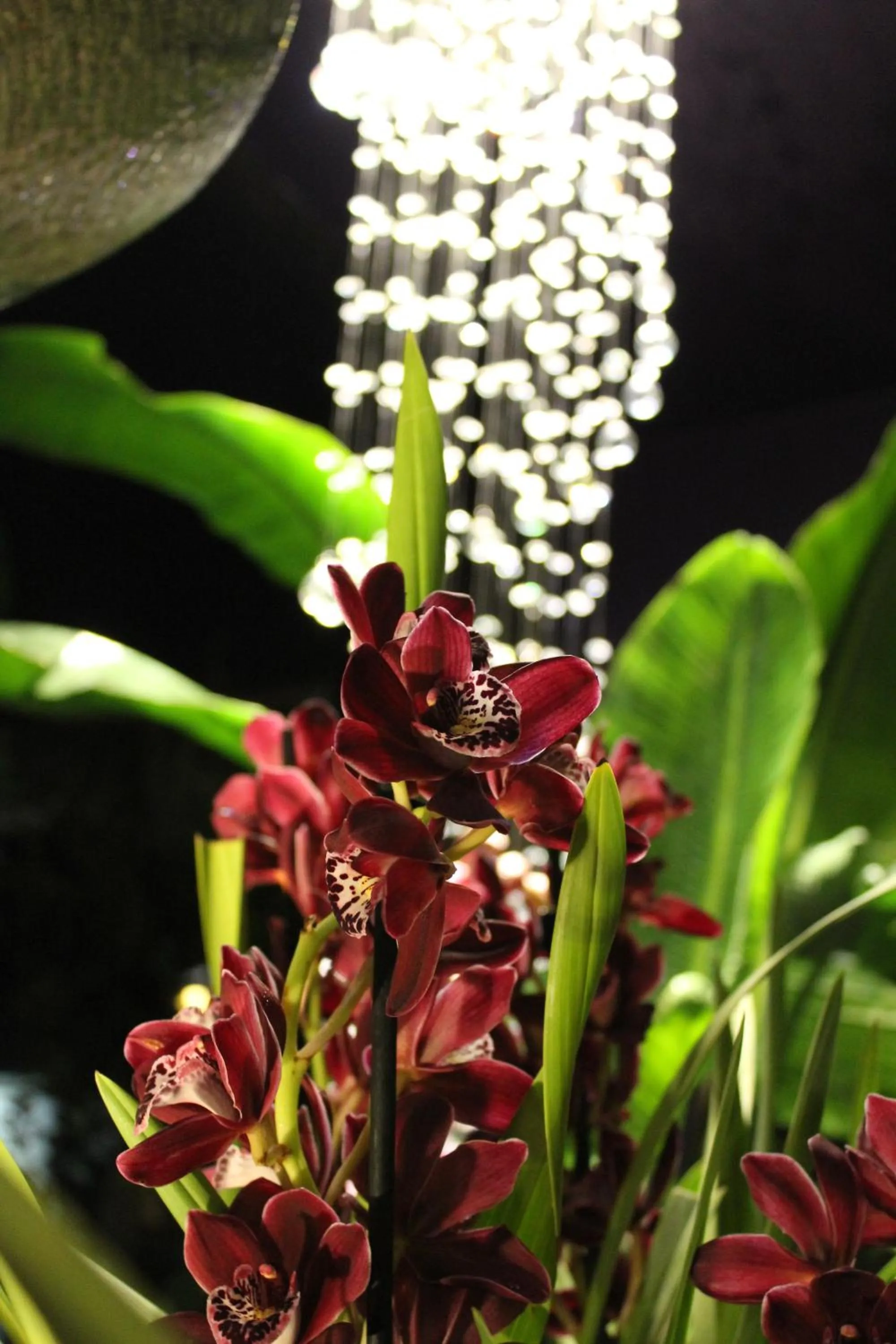 Garden in Sandpipers @ Millicent