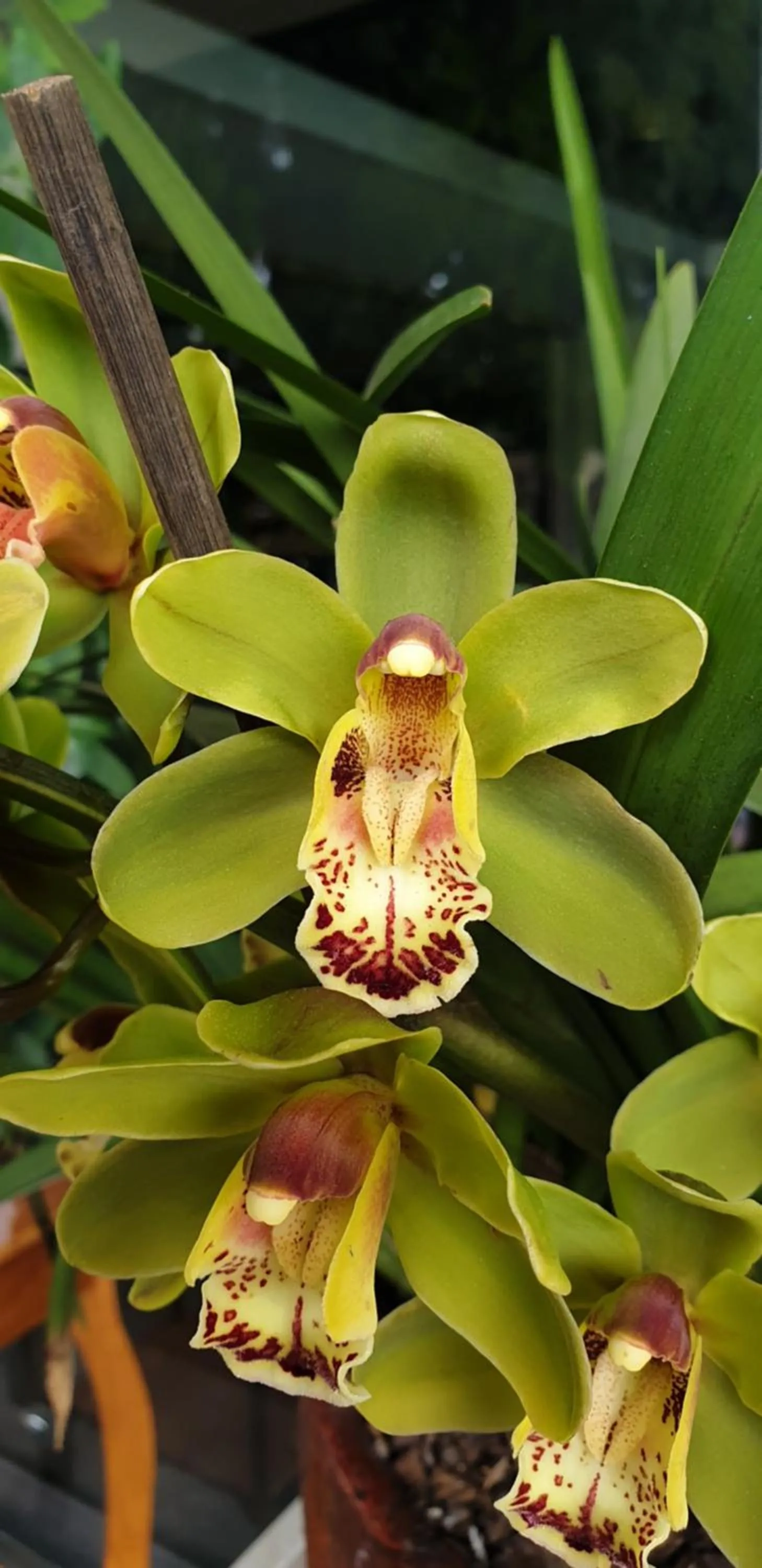 Garden in Sandpipers @ Millicent