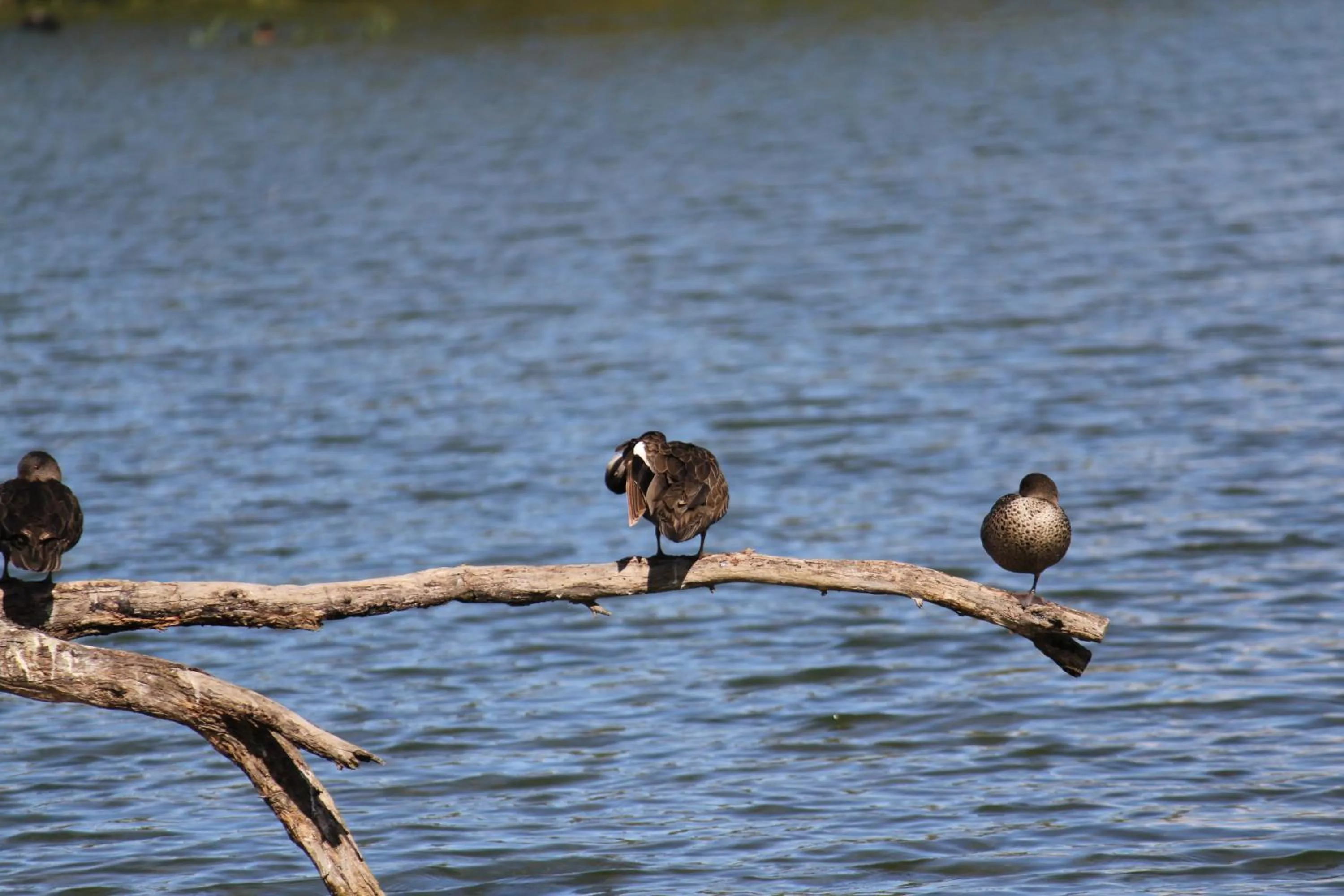Nearby landmark in Sandpipers @ Millicent