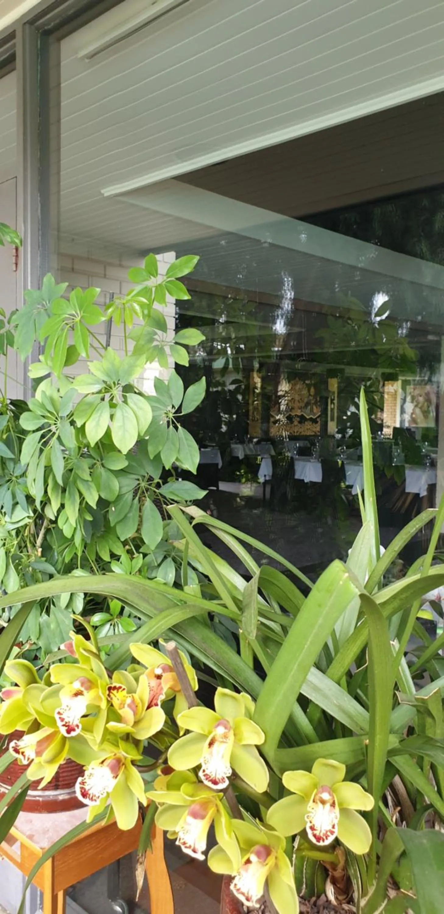 Garden in Sandpipers @ Millicent