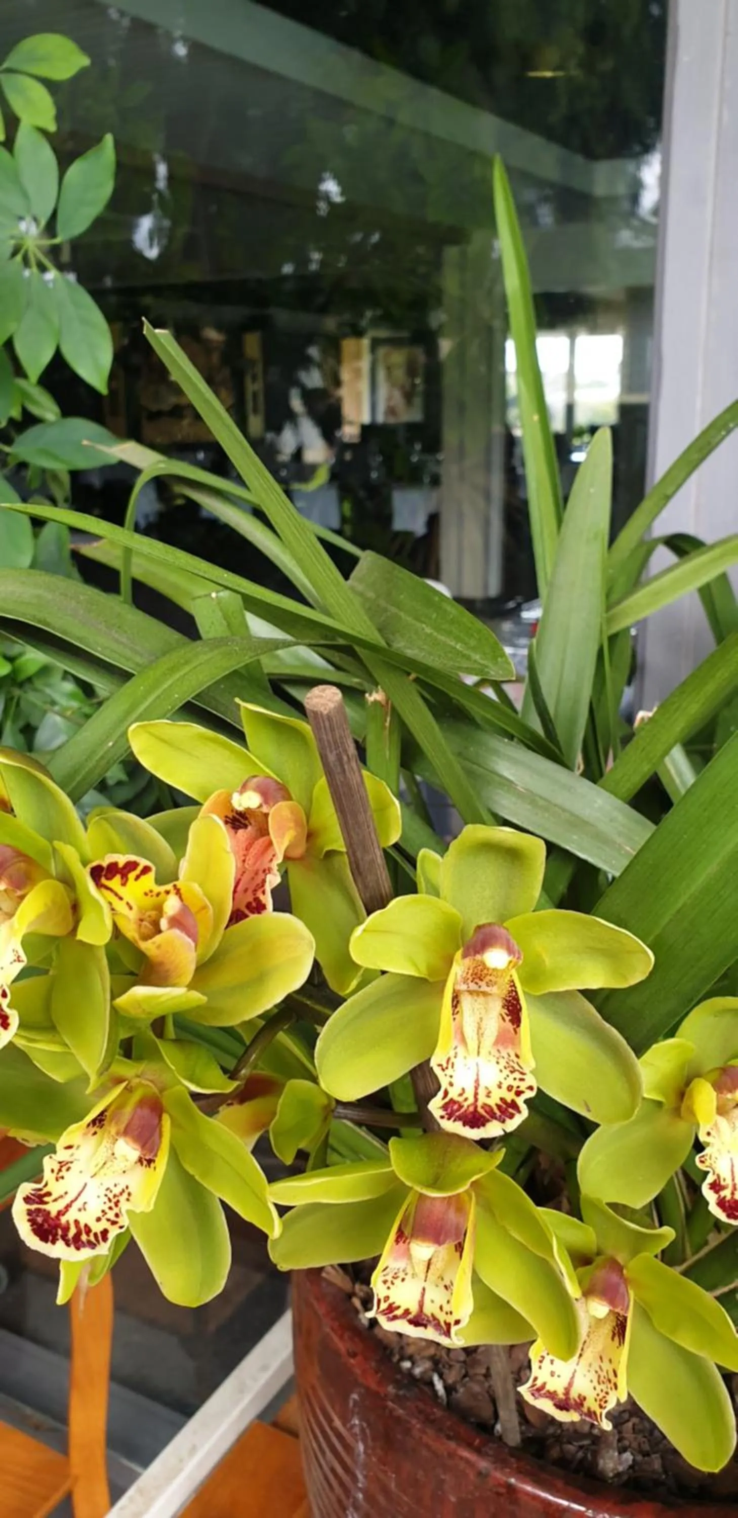 Garden in Sandpipers @ Millicent