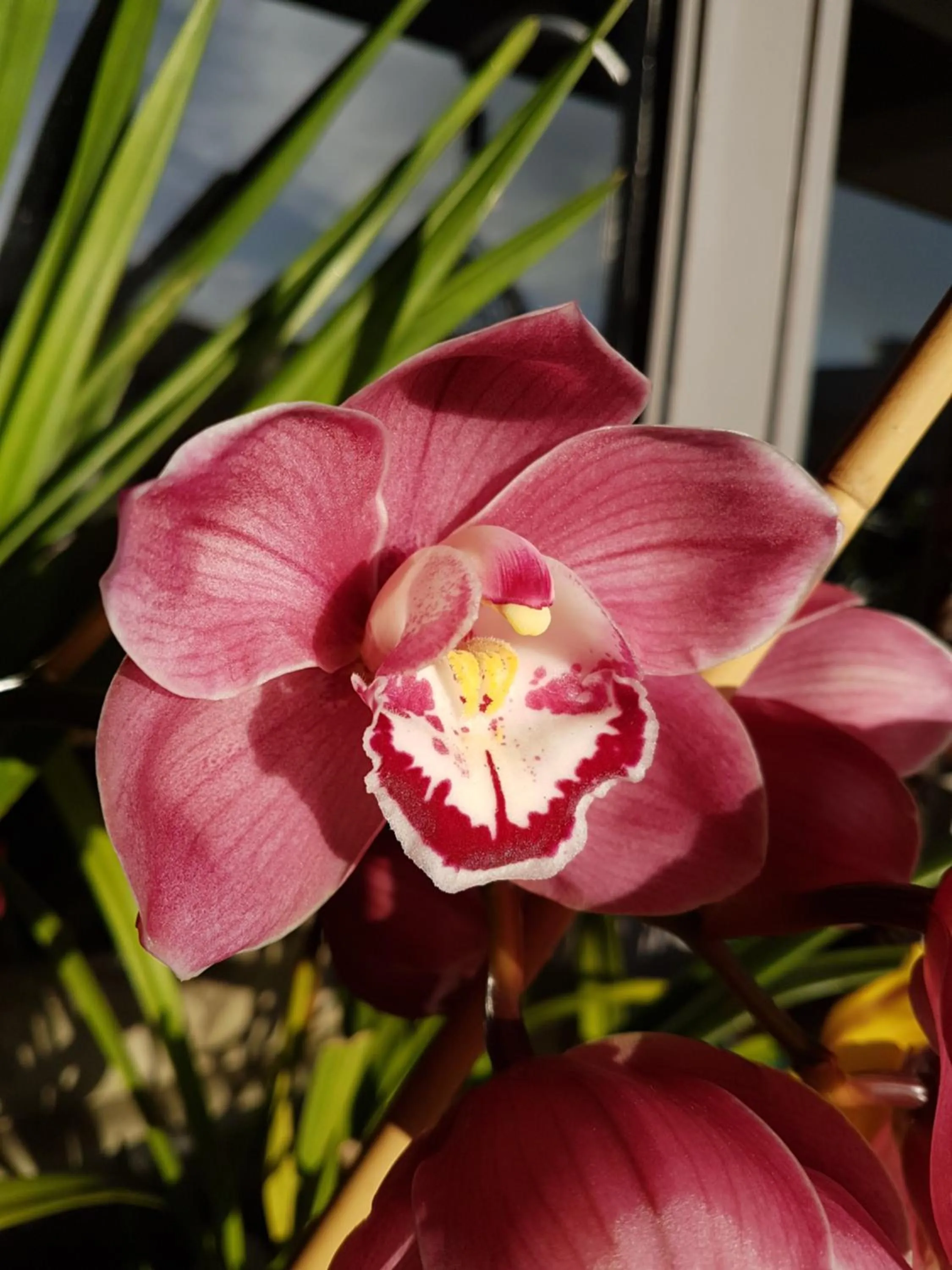 Garden in Sandpipers @ Millicent