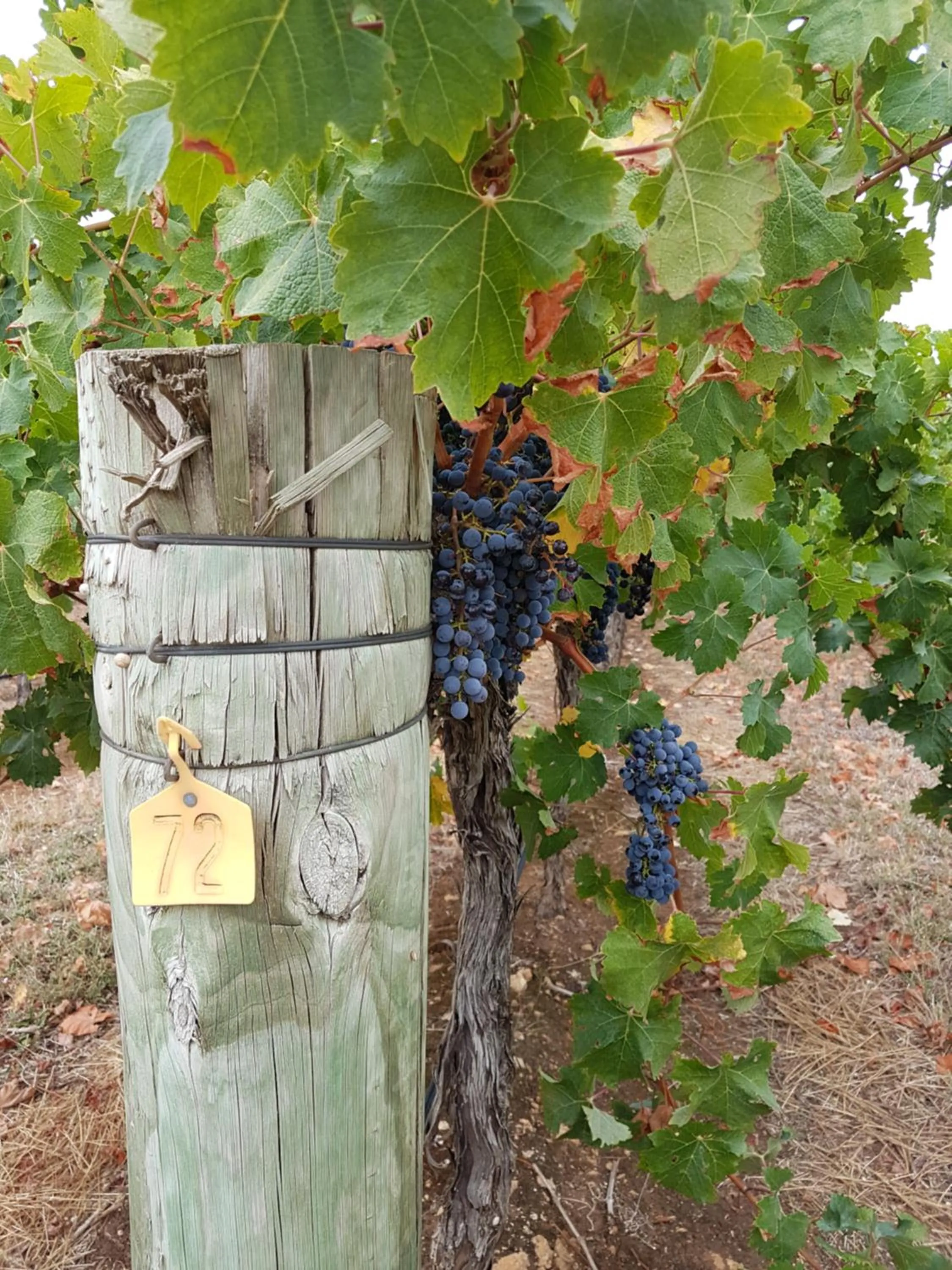 Nearby landmark in Sandpipers @ Millicent