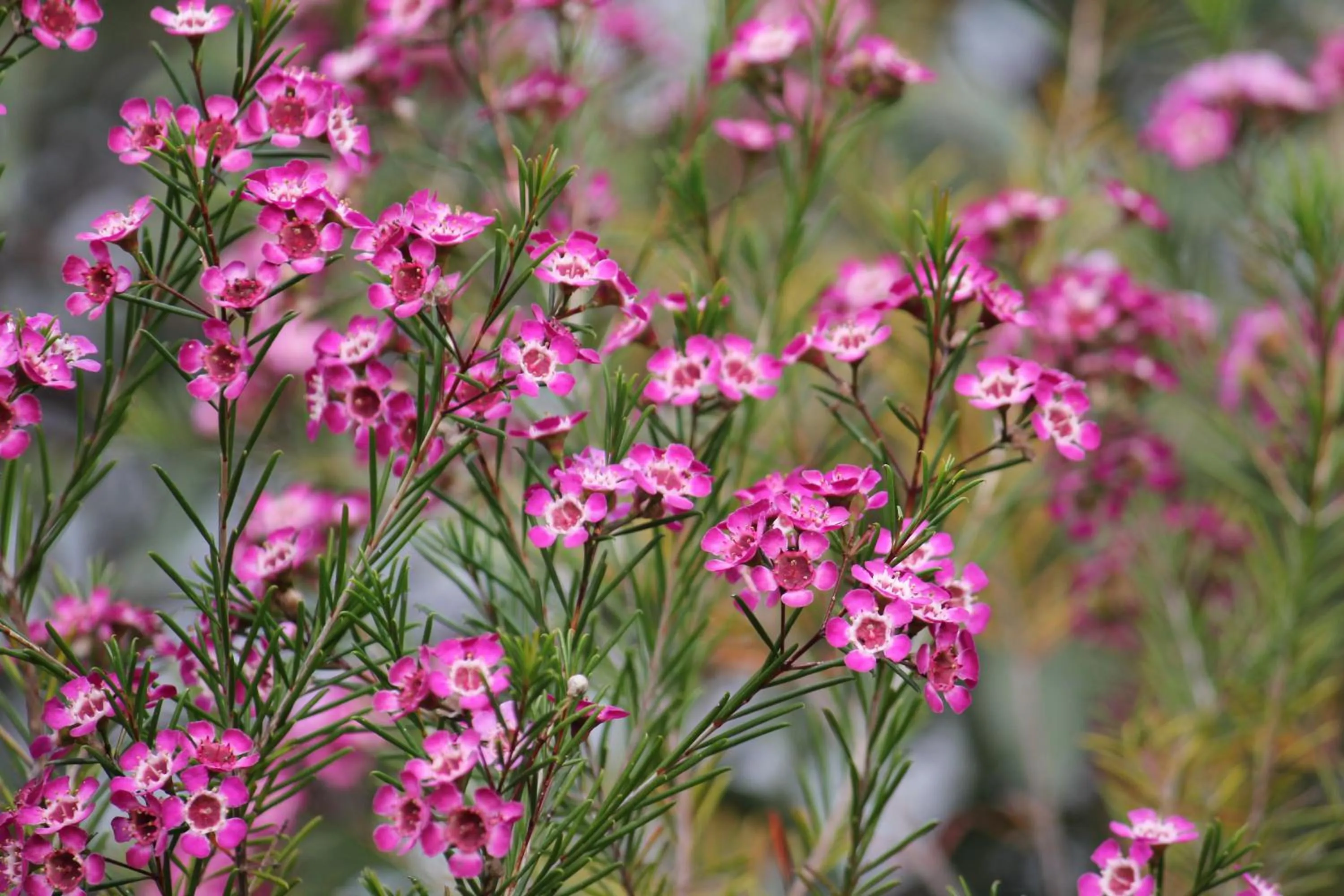 Hiking in Sandpipers @ Millicent