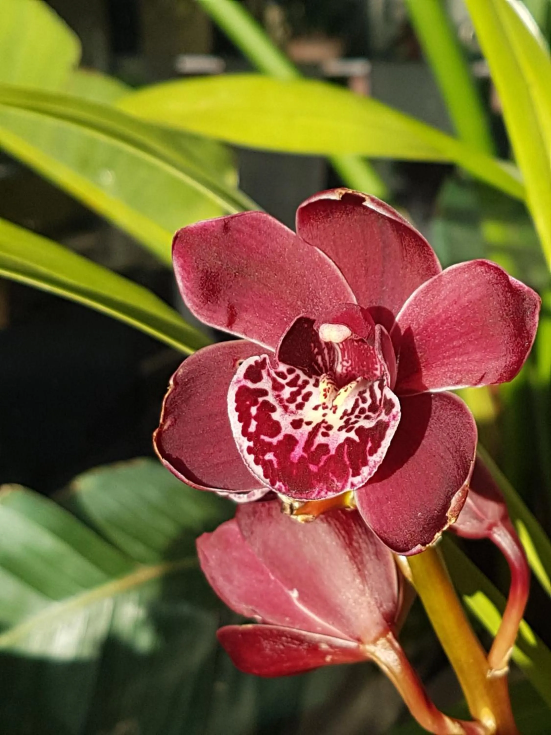 Garden in Sandpipers @ Millicent