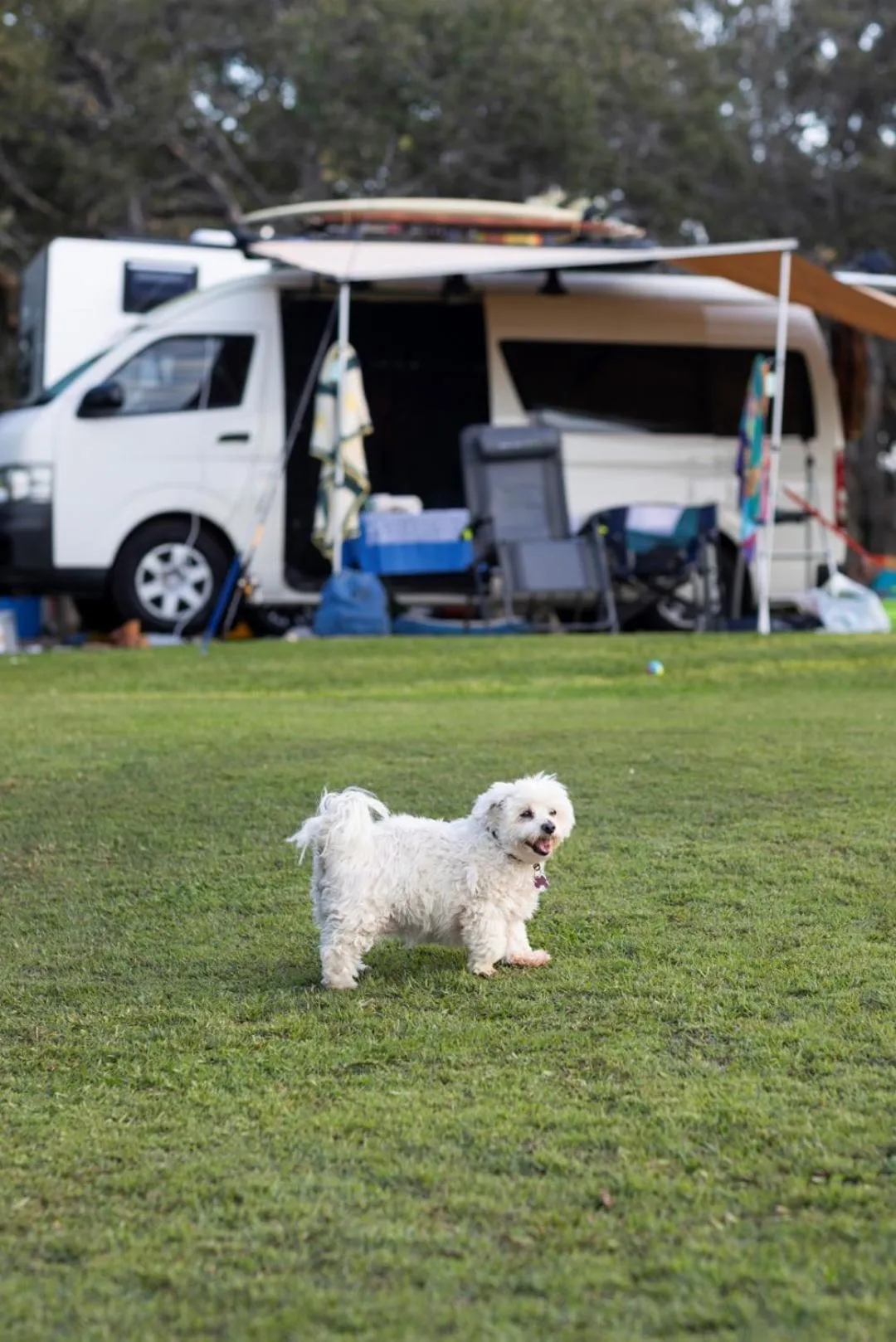 Pets in Reflections Bonny Hills - Holiday Park