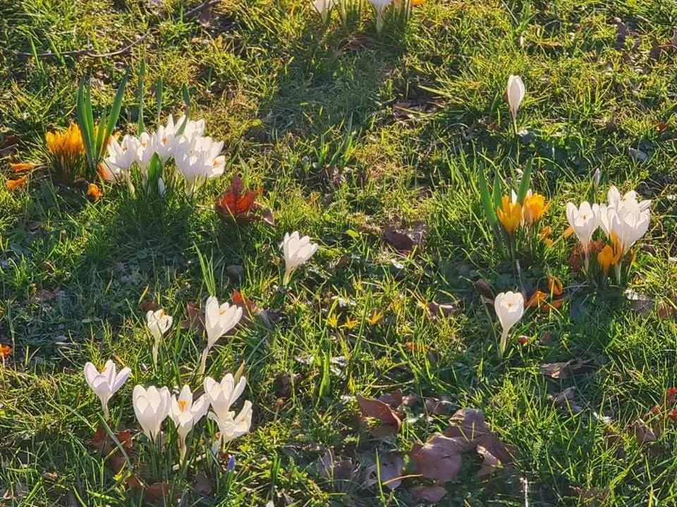 Garden in Villa Loebel 1881