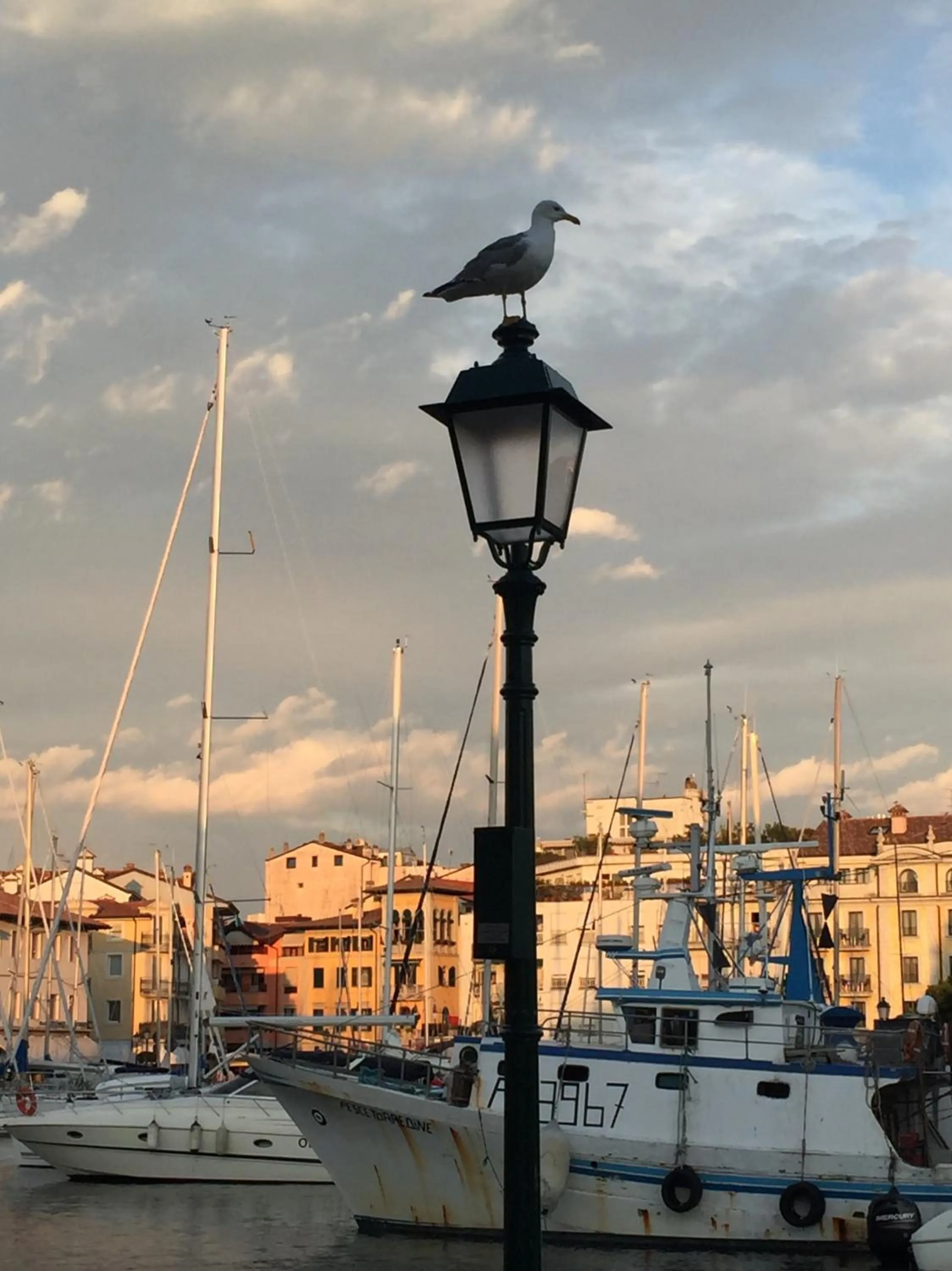 Animals in Hotel Alla città di Trieste