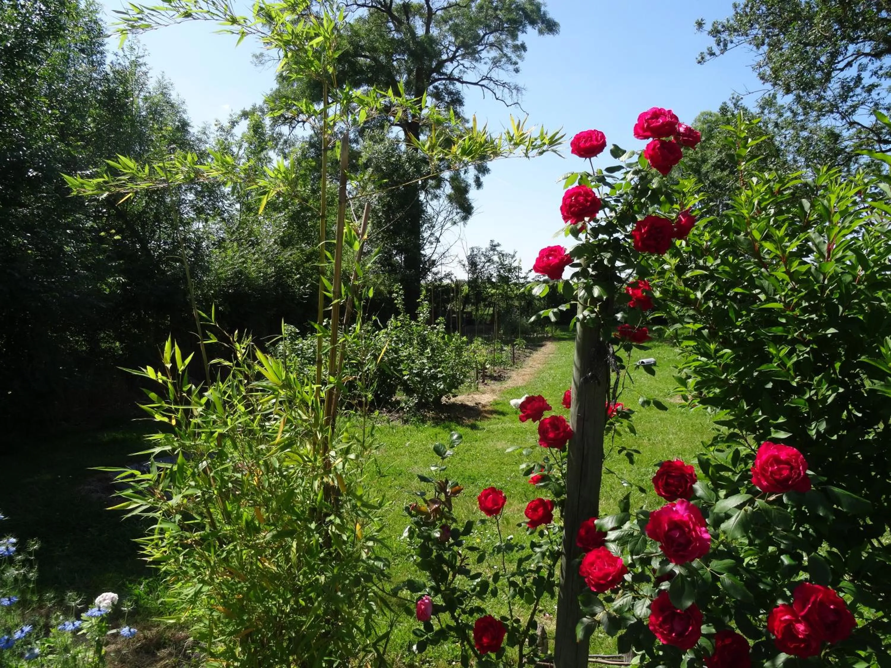 Garden in La Fontenelle Chambres d'Hôtes
