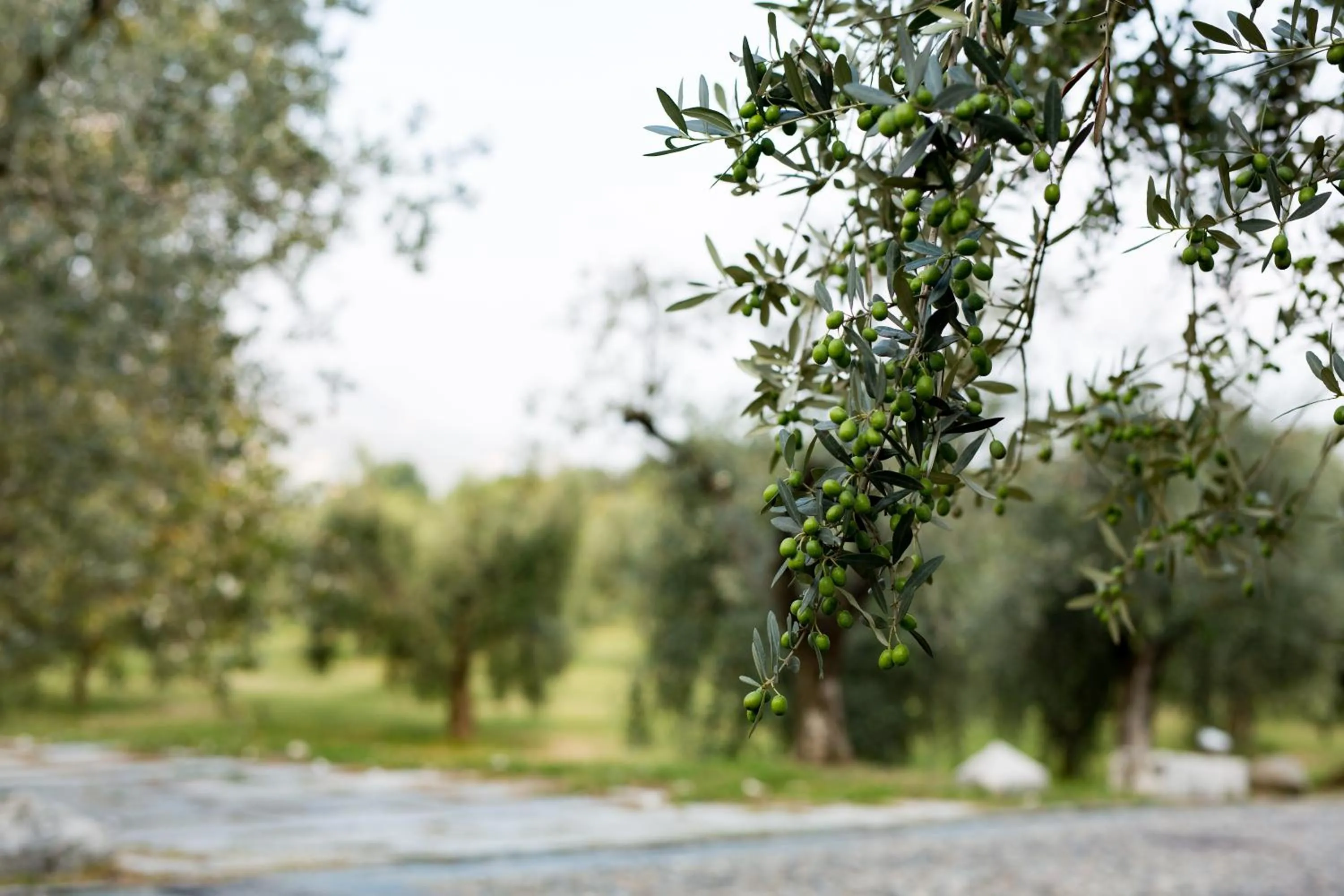 Natural landscape in Villa Arcadio