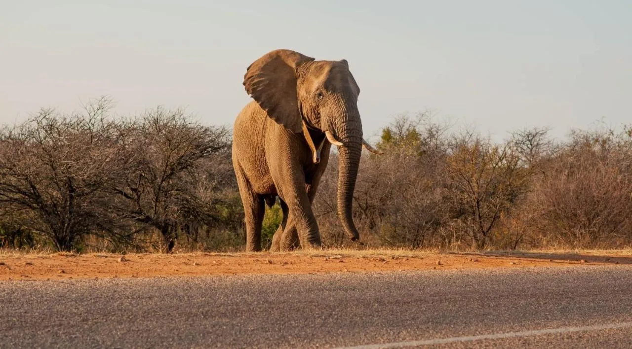 Natural landscape in Tamboti Bush Lodge