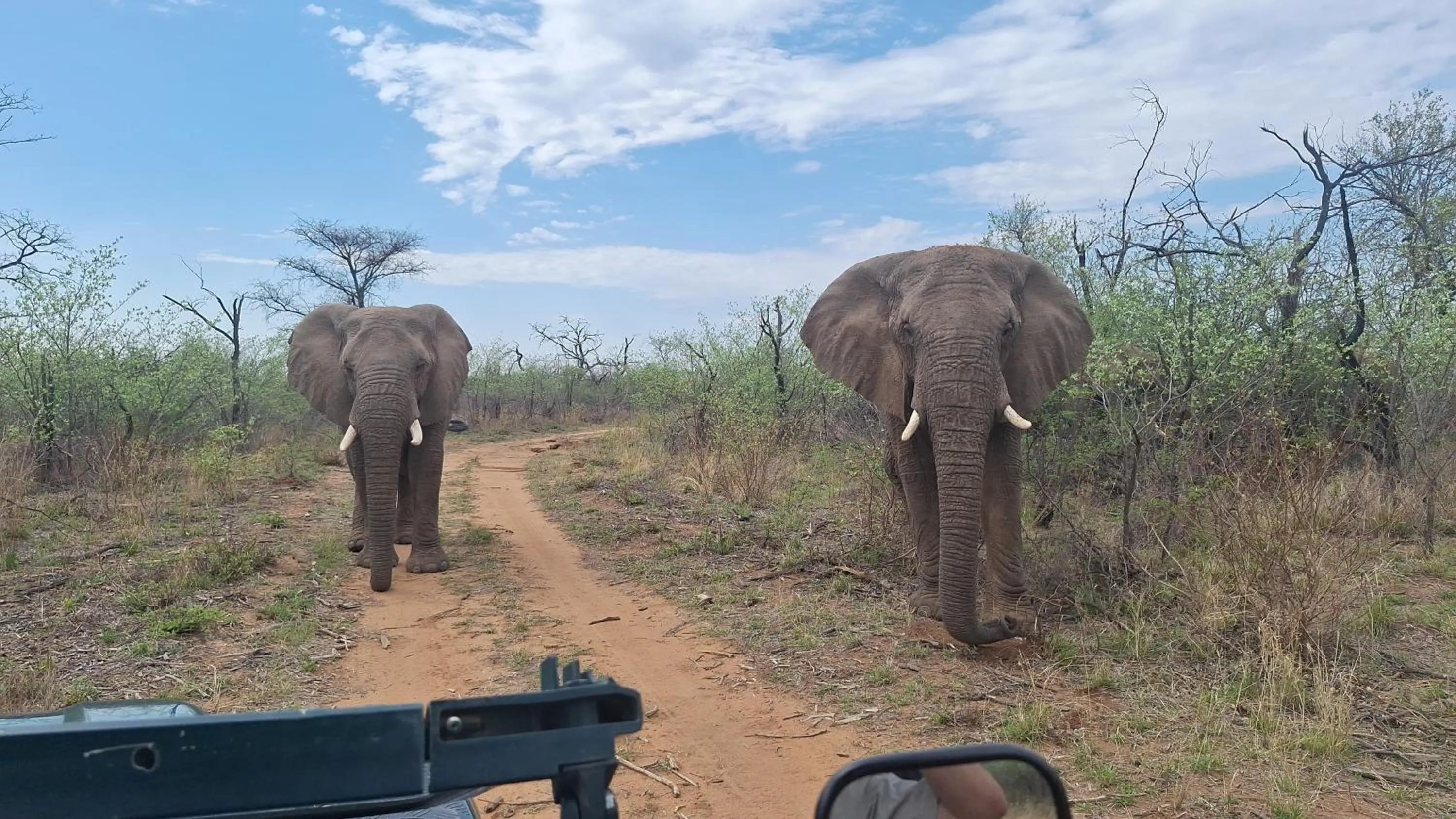 Natural landscape in Tamboti Bush Lodge