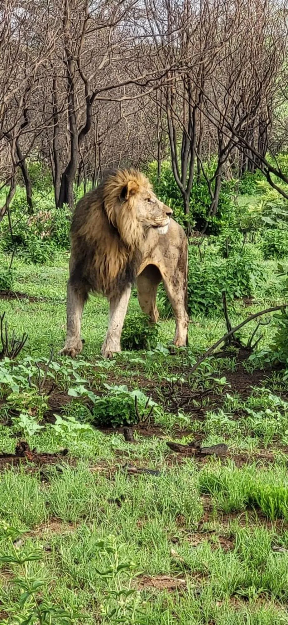 Natural landscape in Tamboti Bush Lodge