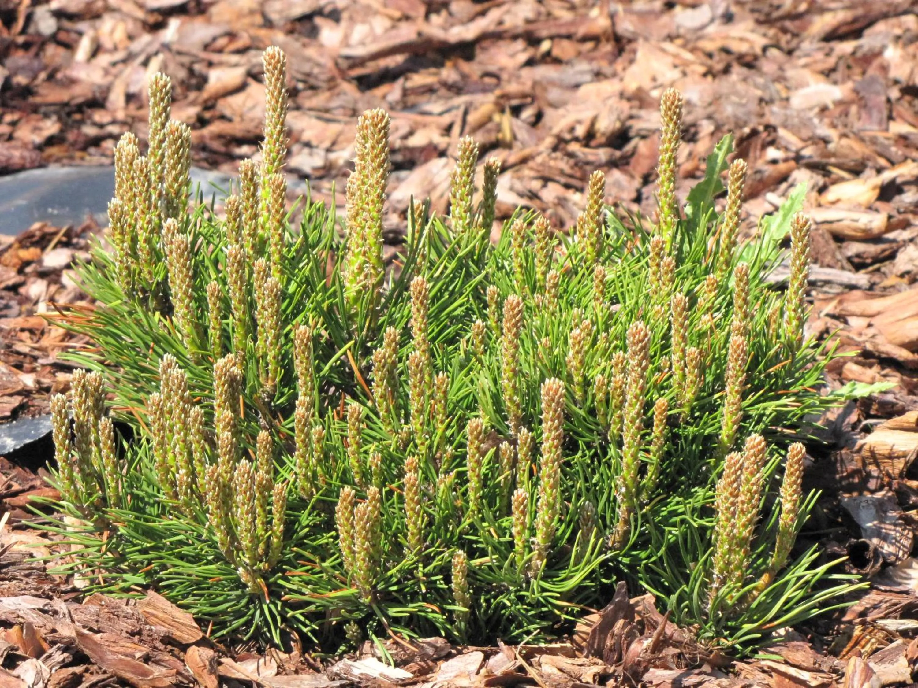 Motel-Restauracja Ballaton