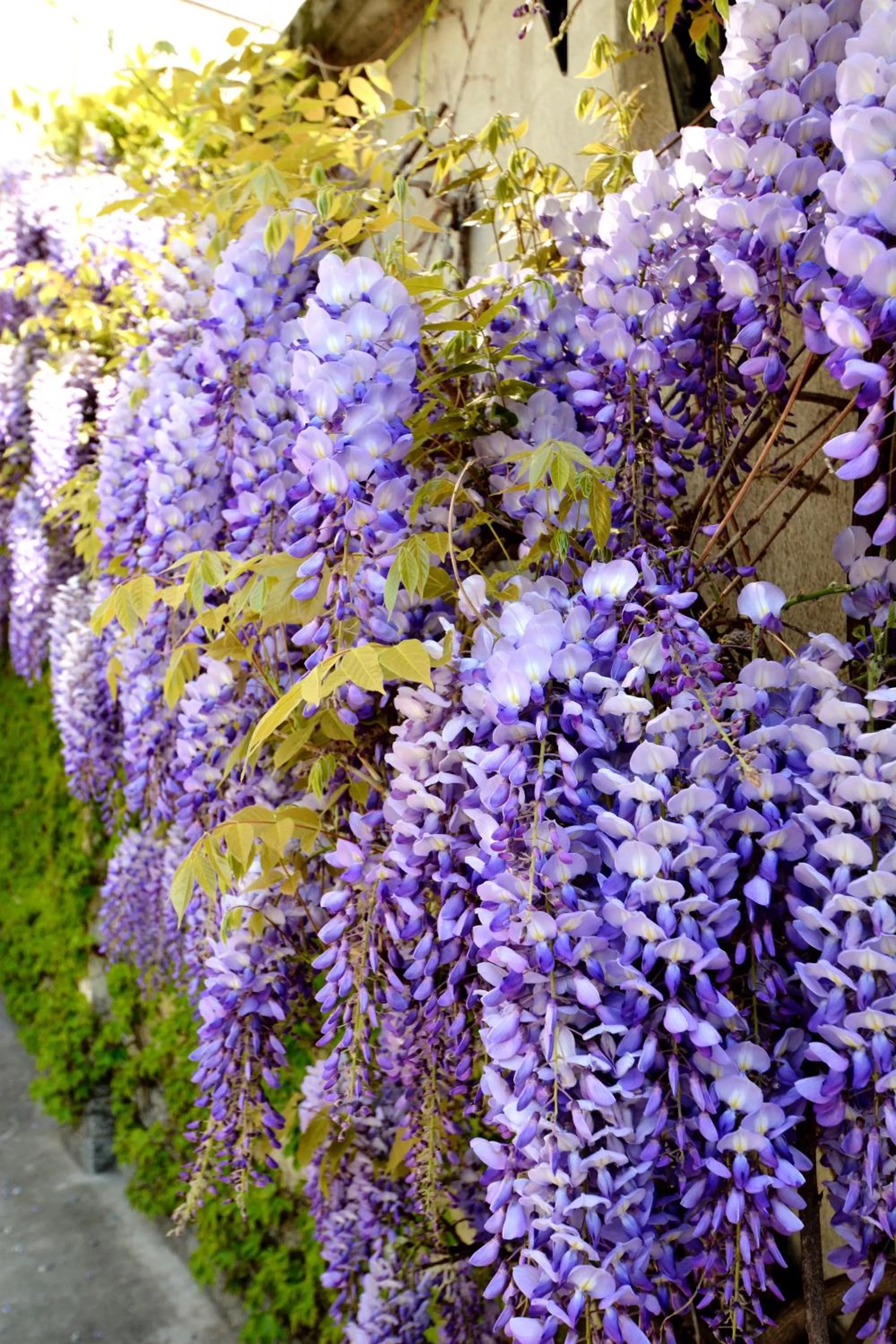 Garden in Astor Hotel