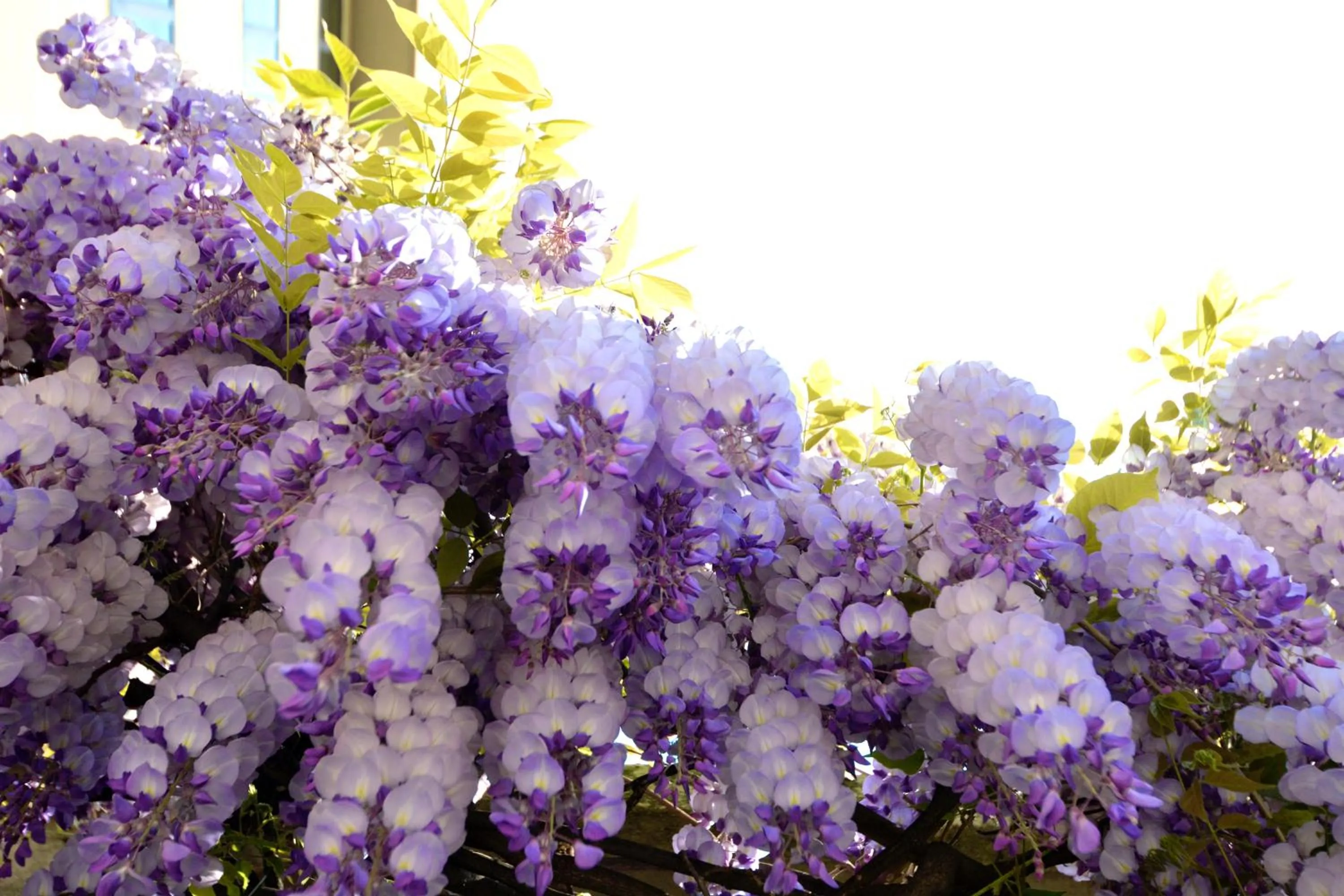 Garden in Astor Hotel