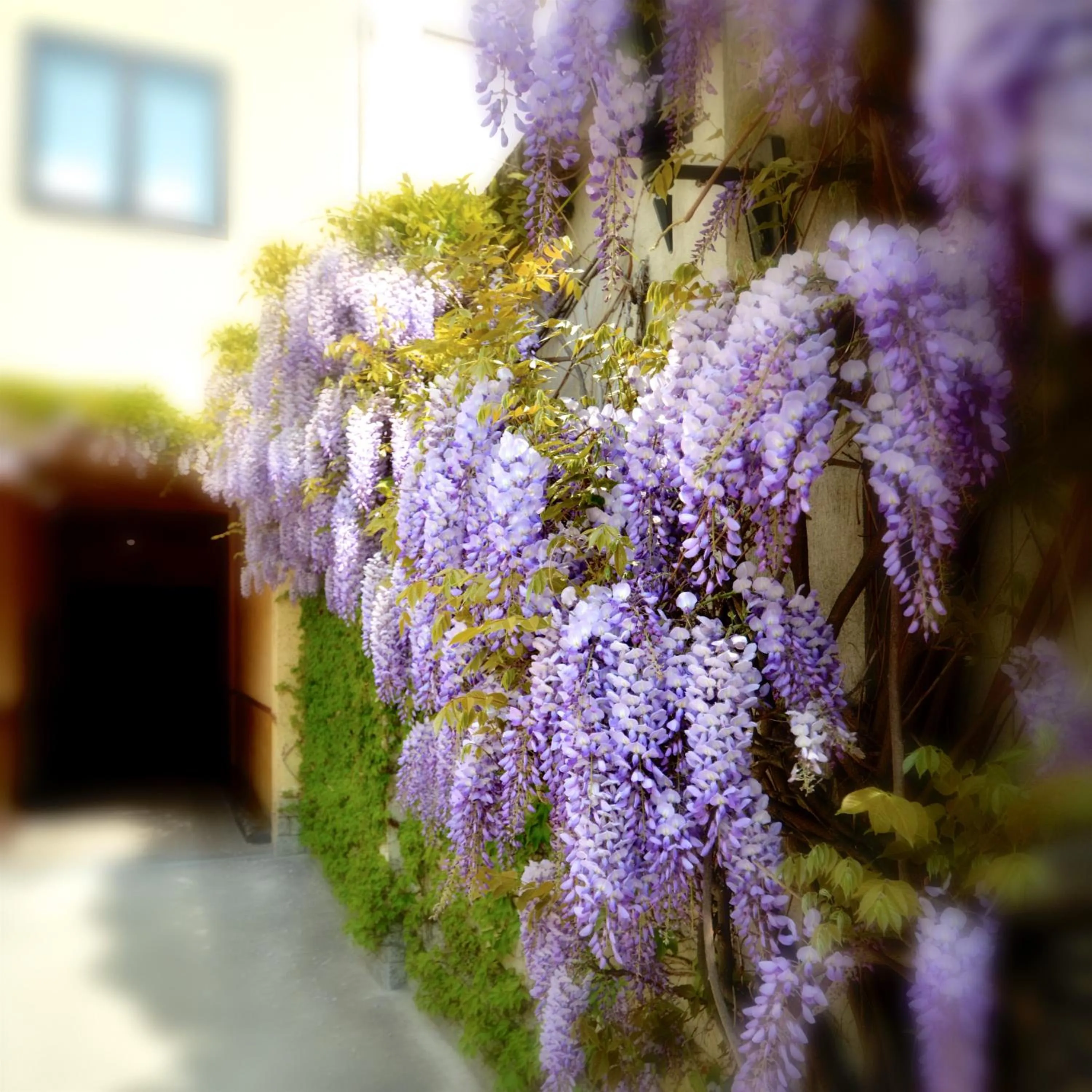 Garden in Astor Hotel