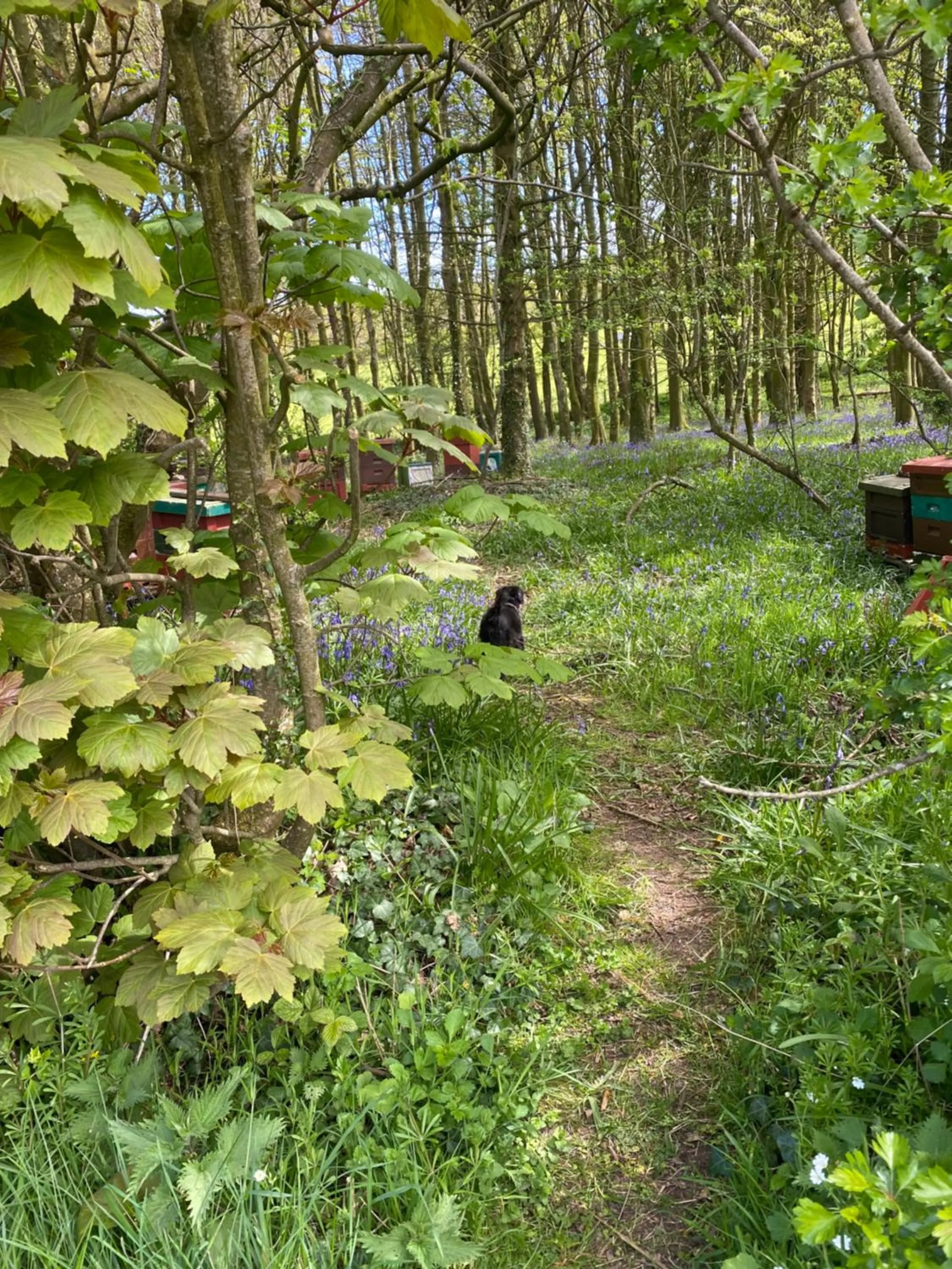 Location in The Auld Kirk