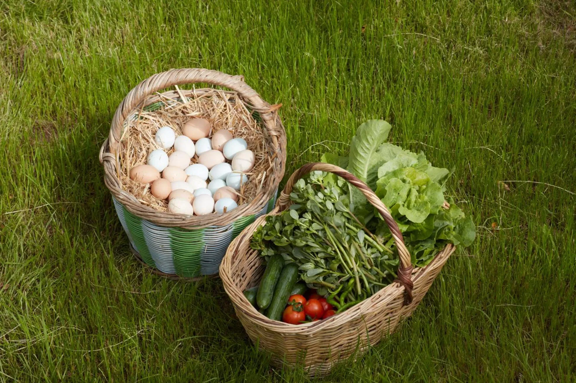 Garden in Dachas Cove Hotel