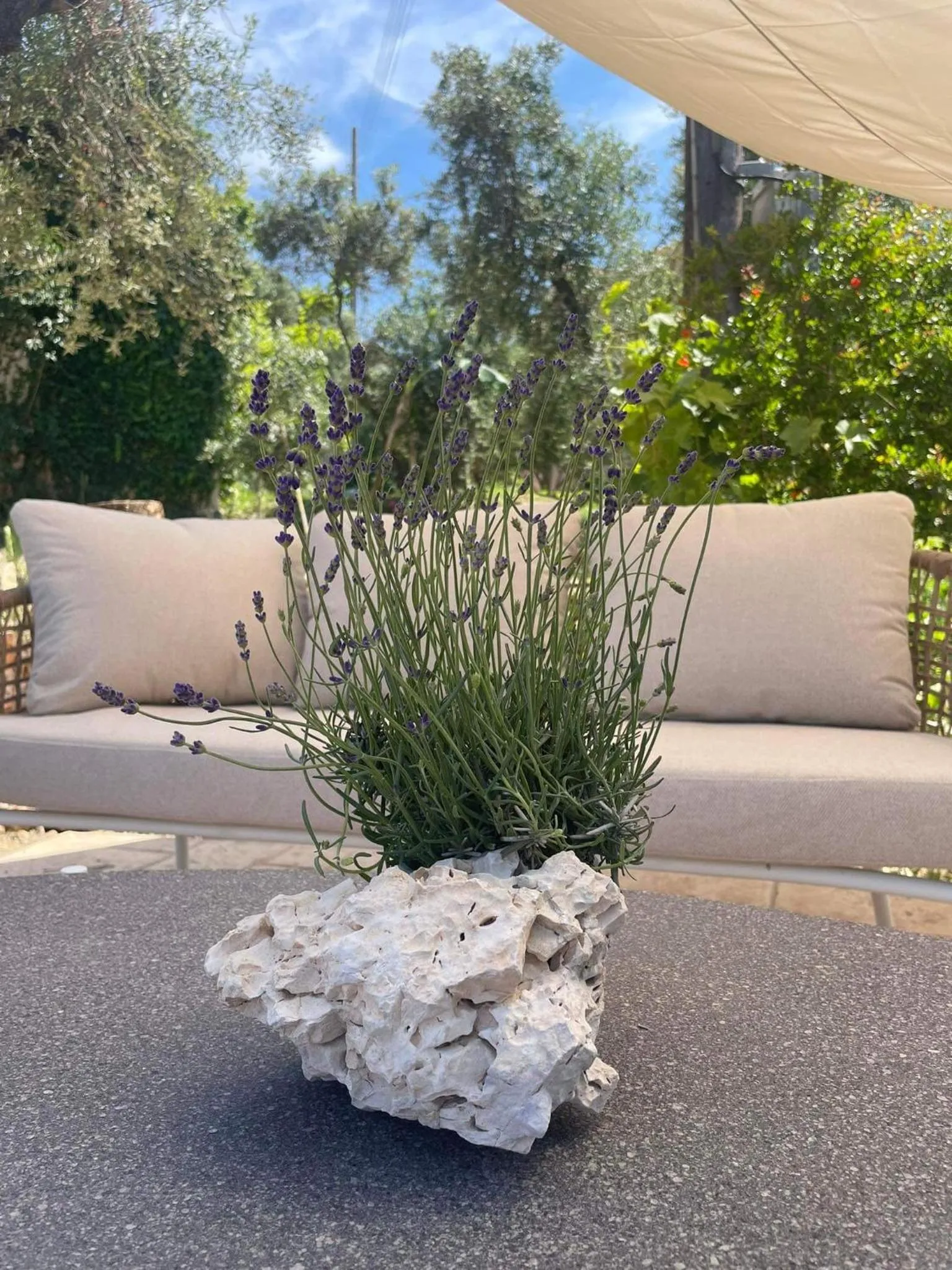 Nissi Collection Rooms