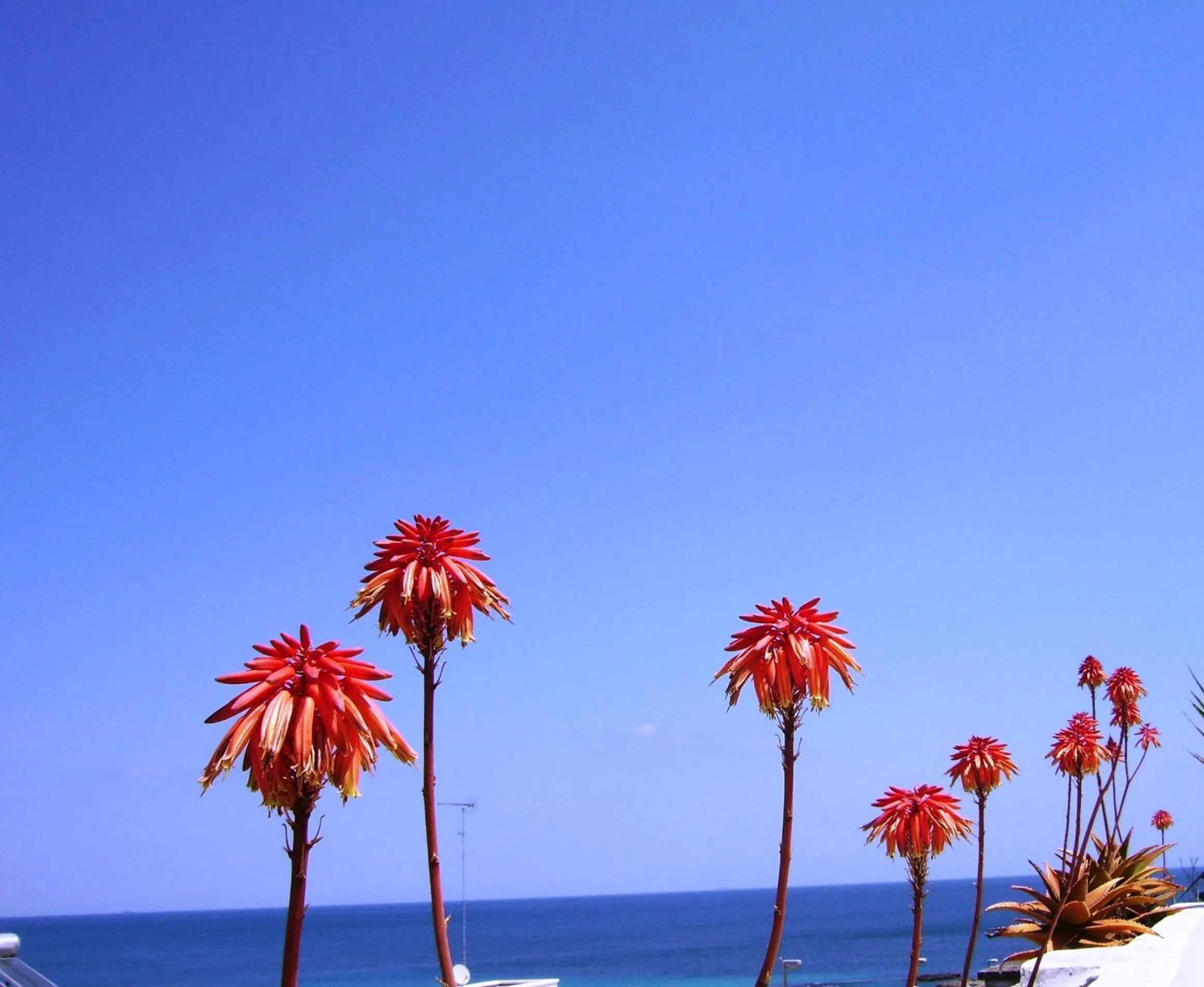 Balcony/Terrace in Hotel Degli Haethey