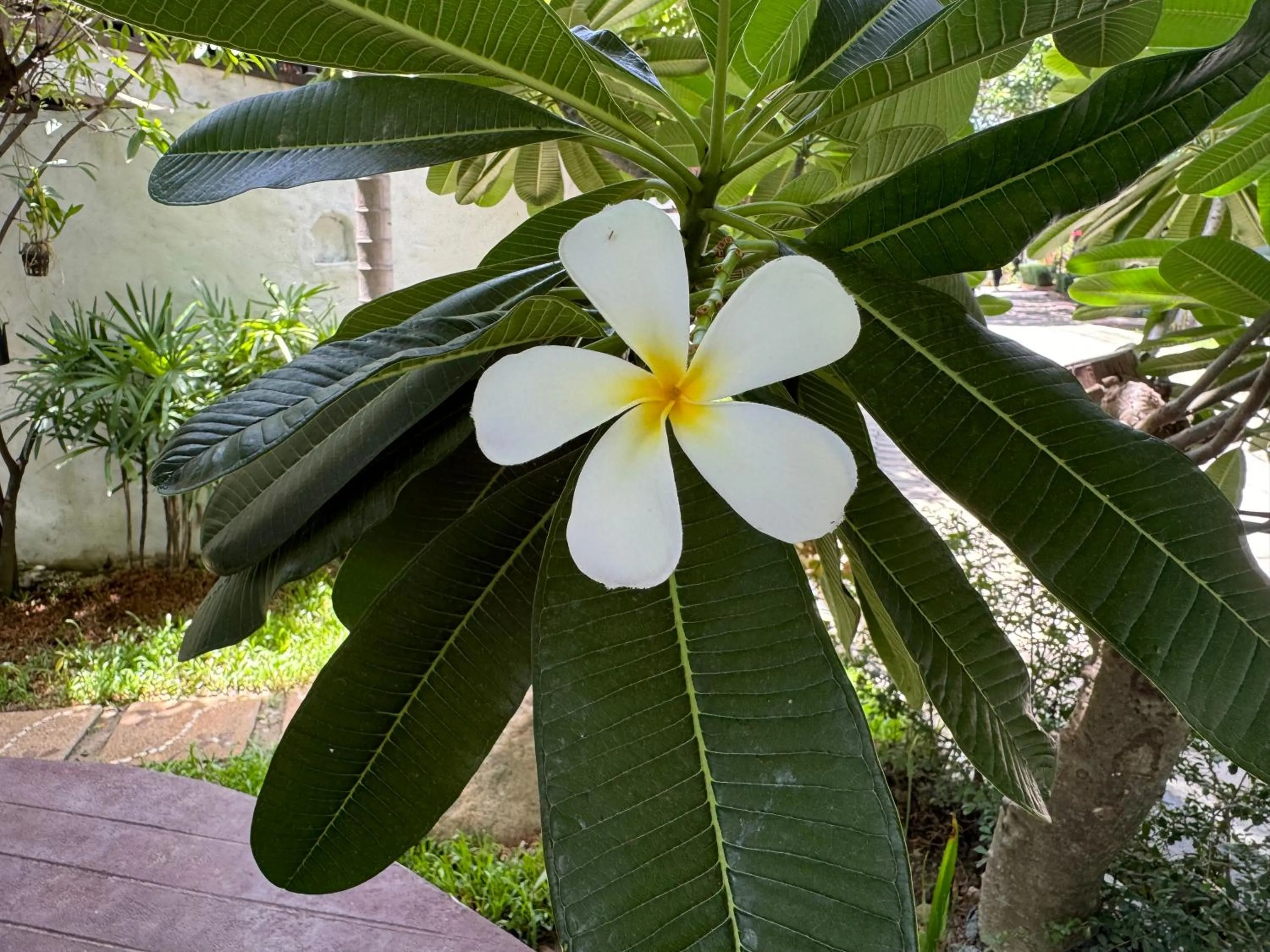 Garden in Chiang Mai Las Orquideas Resort