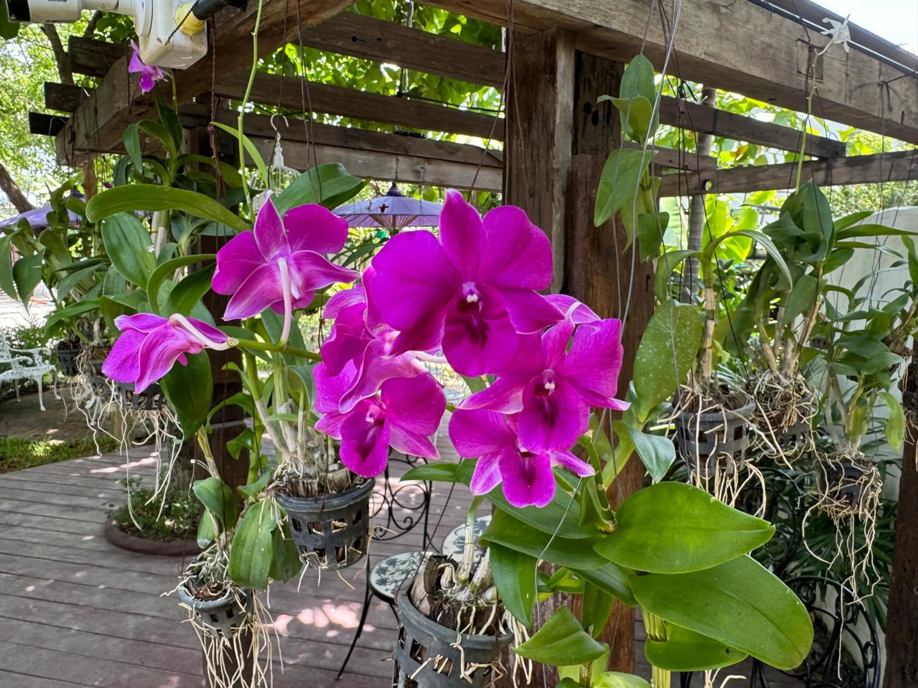 Day in Chiang Mai Las Orquideas Resort