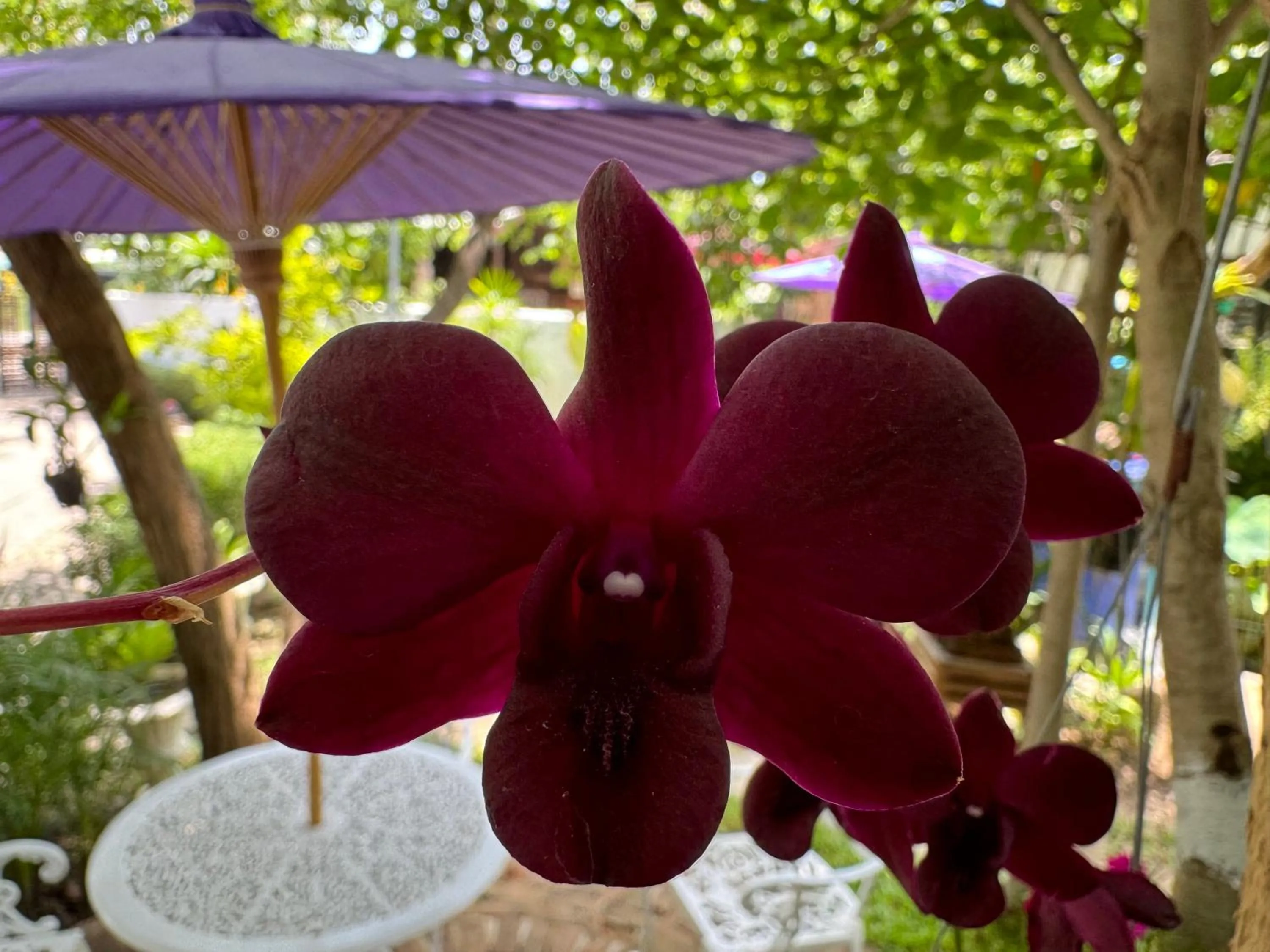 Garden in Chiang Mai Las Orquideas Resort