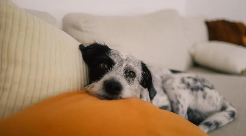 Pets in HIIVE Oldenburg