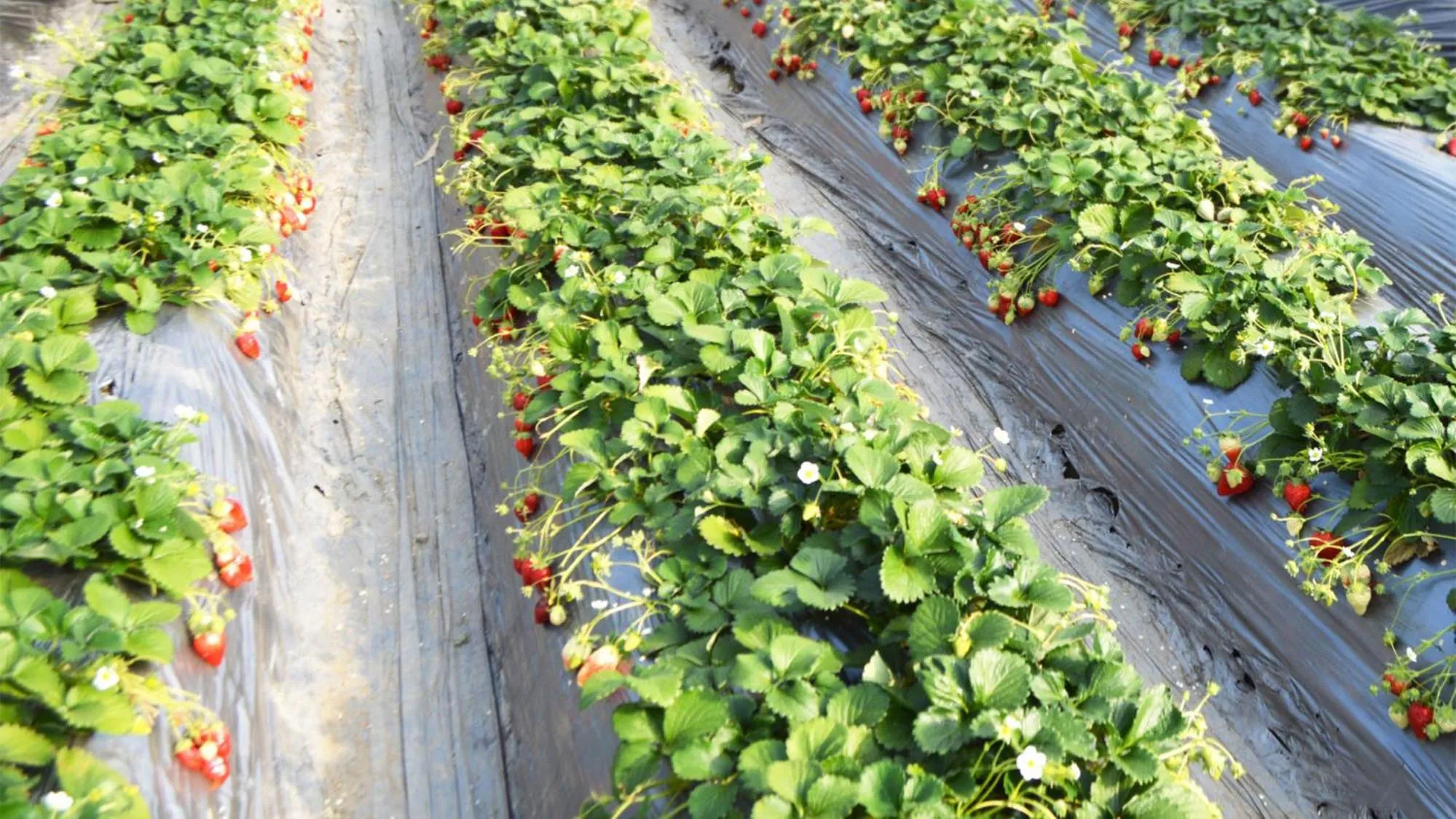 Nearby landmark in Toyoko Inn Oyama-eki Higashi-guchi No.2