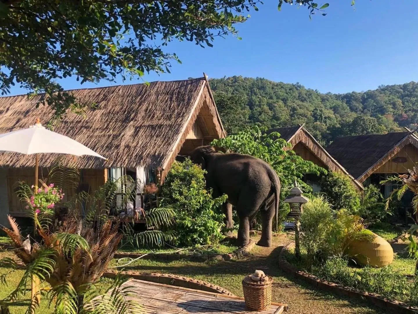 3 Pok Maewang jinxiang Gold elephant park